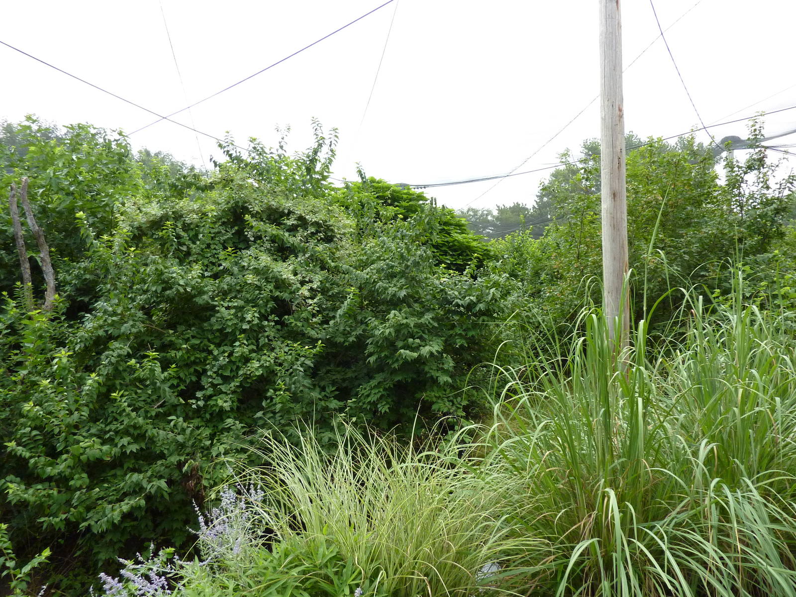 South America - Walk-Through Aviary