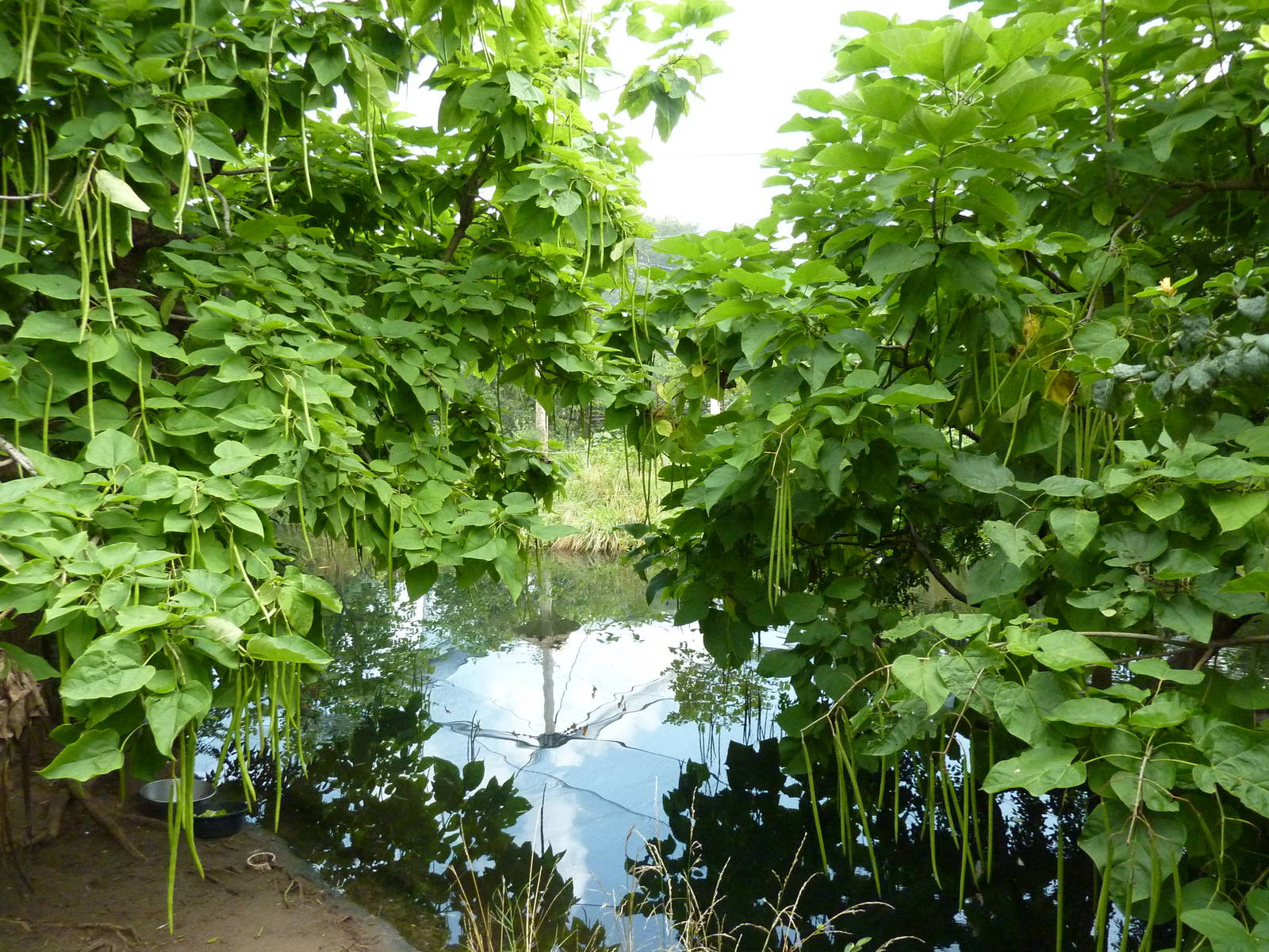 South America - Walk-Through Aviary