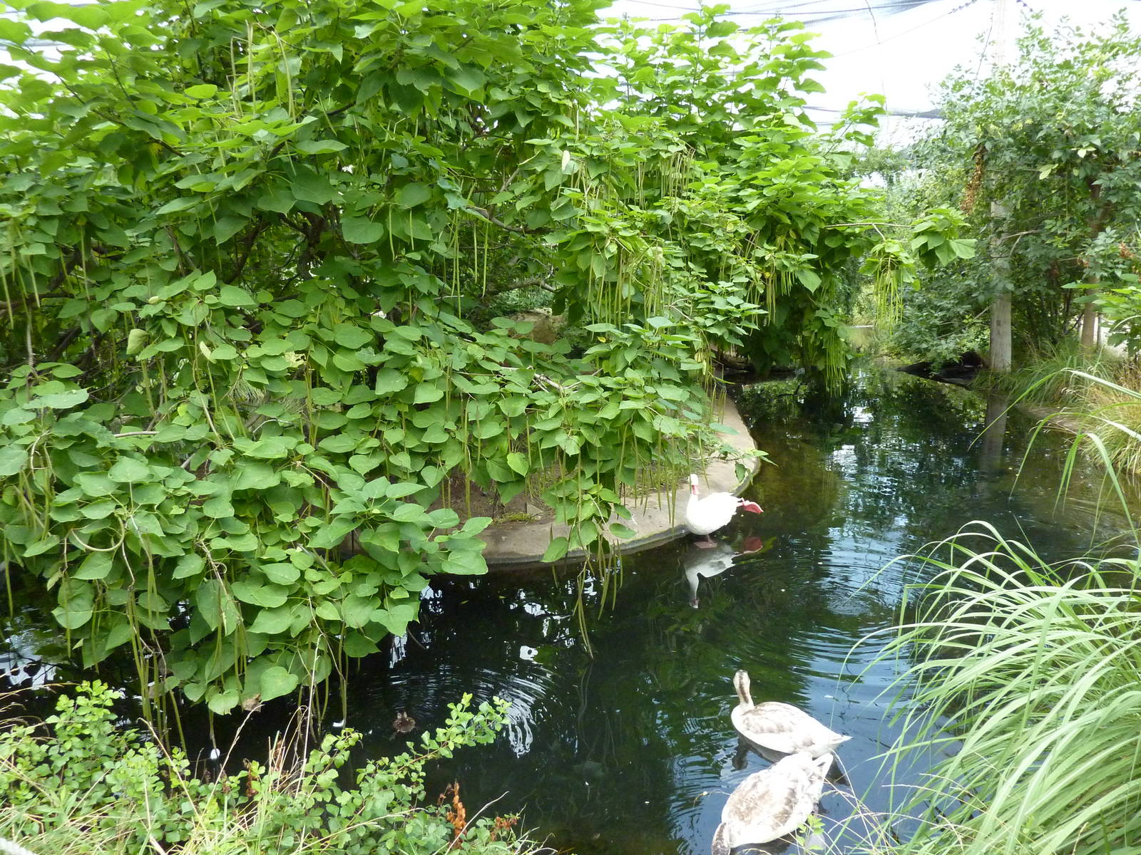 South America - Walk-Through Aviary