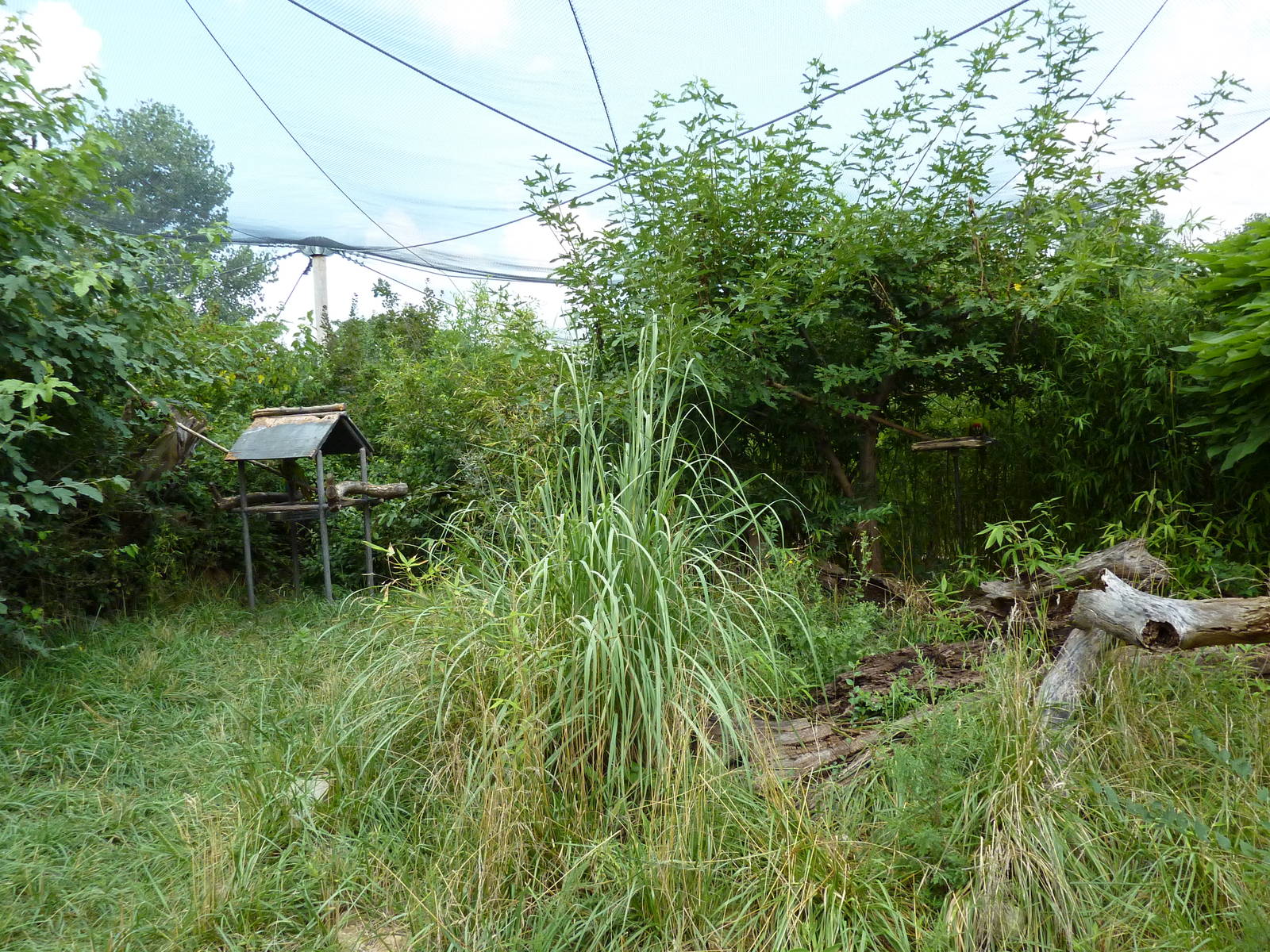 South America - Walk-Through Aviary