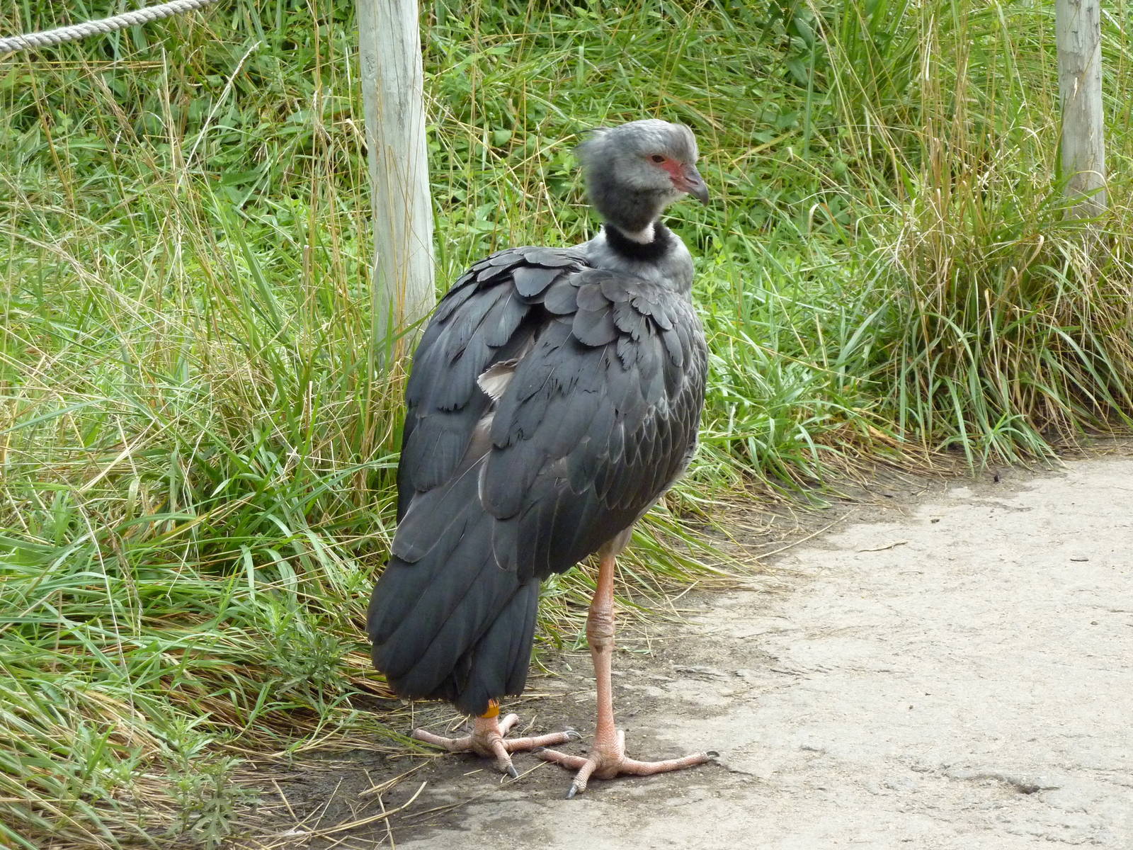 South America - Walk-Through Aviary
