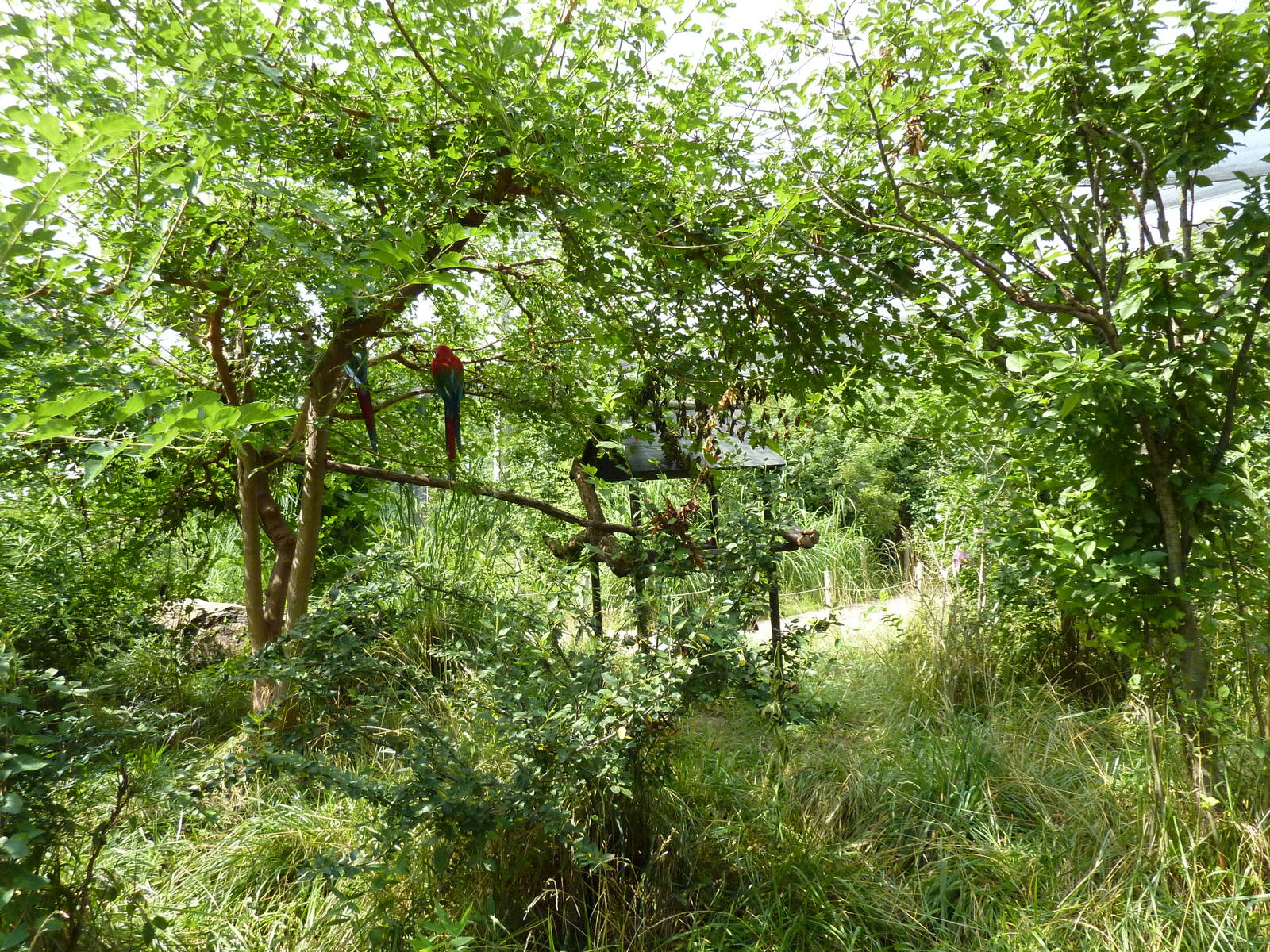 South America - Walk-Through Aviary