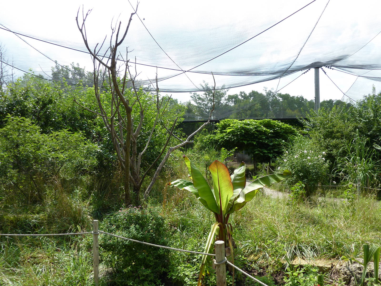 South America - Walk-Through Aviary