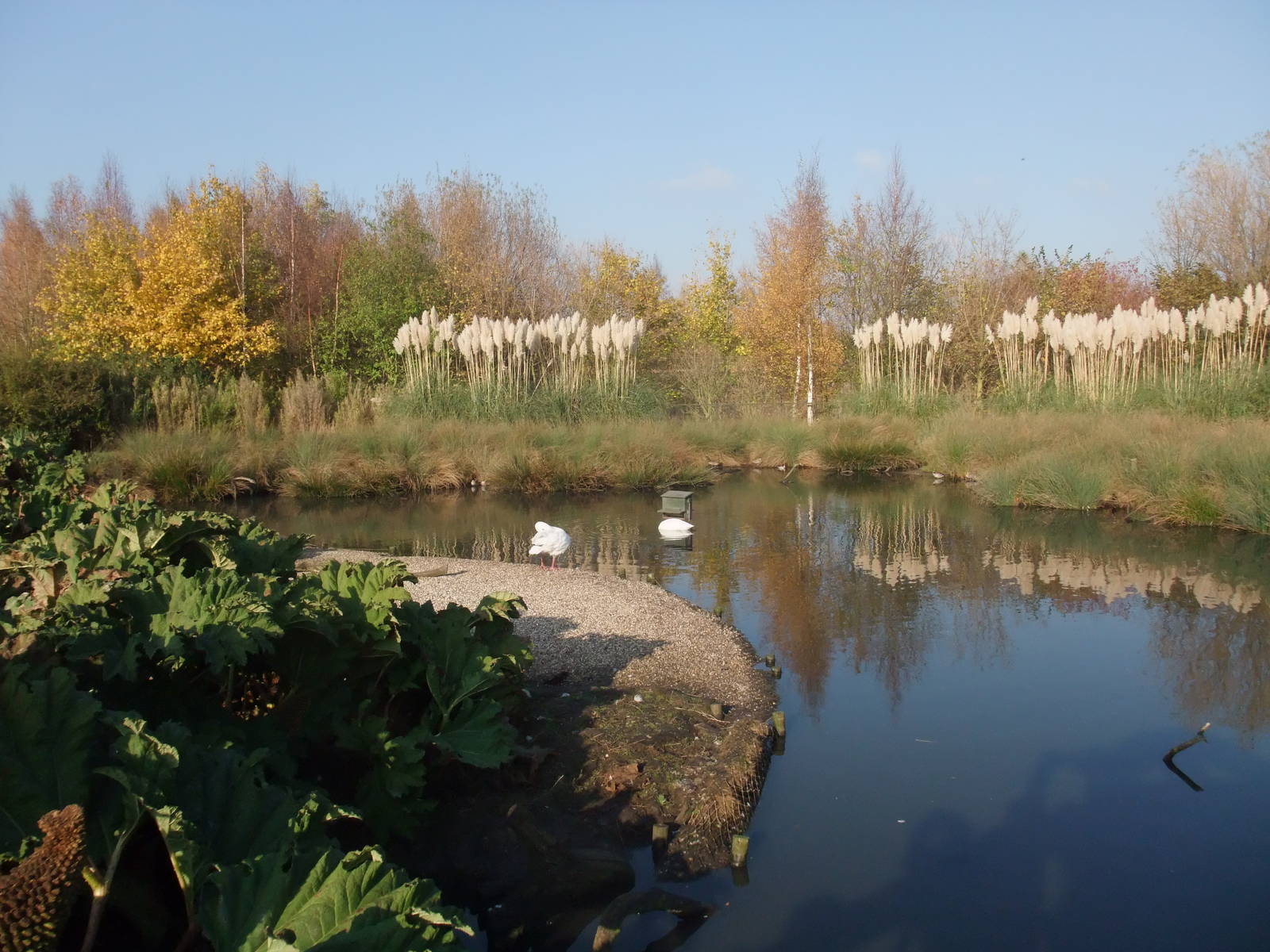 South America Waterfowl Pen at London WWT (Barnes), 15/11/11