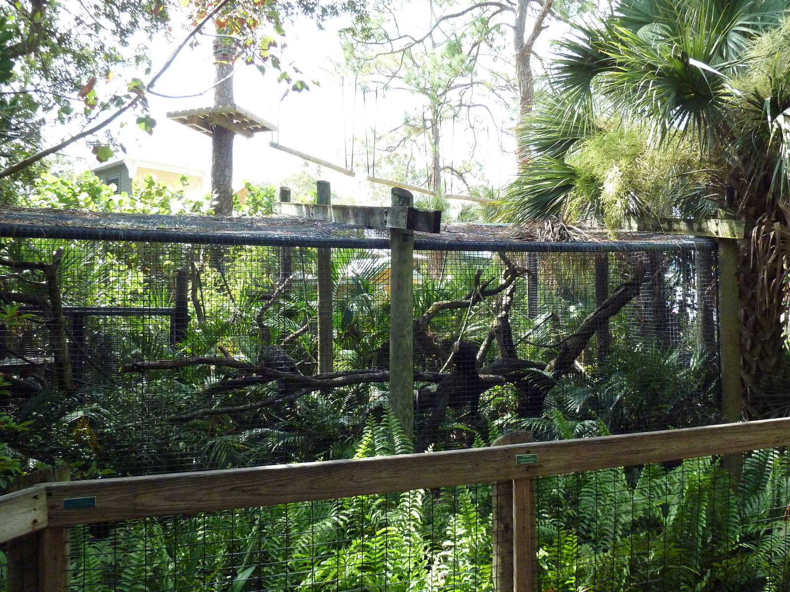 South America - White-Faced Saki/Green Iguana Exhibit