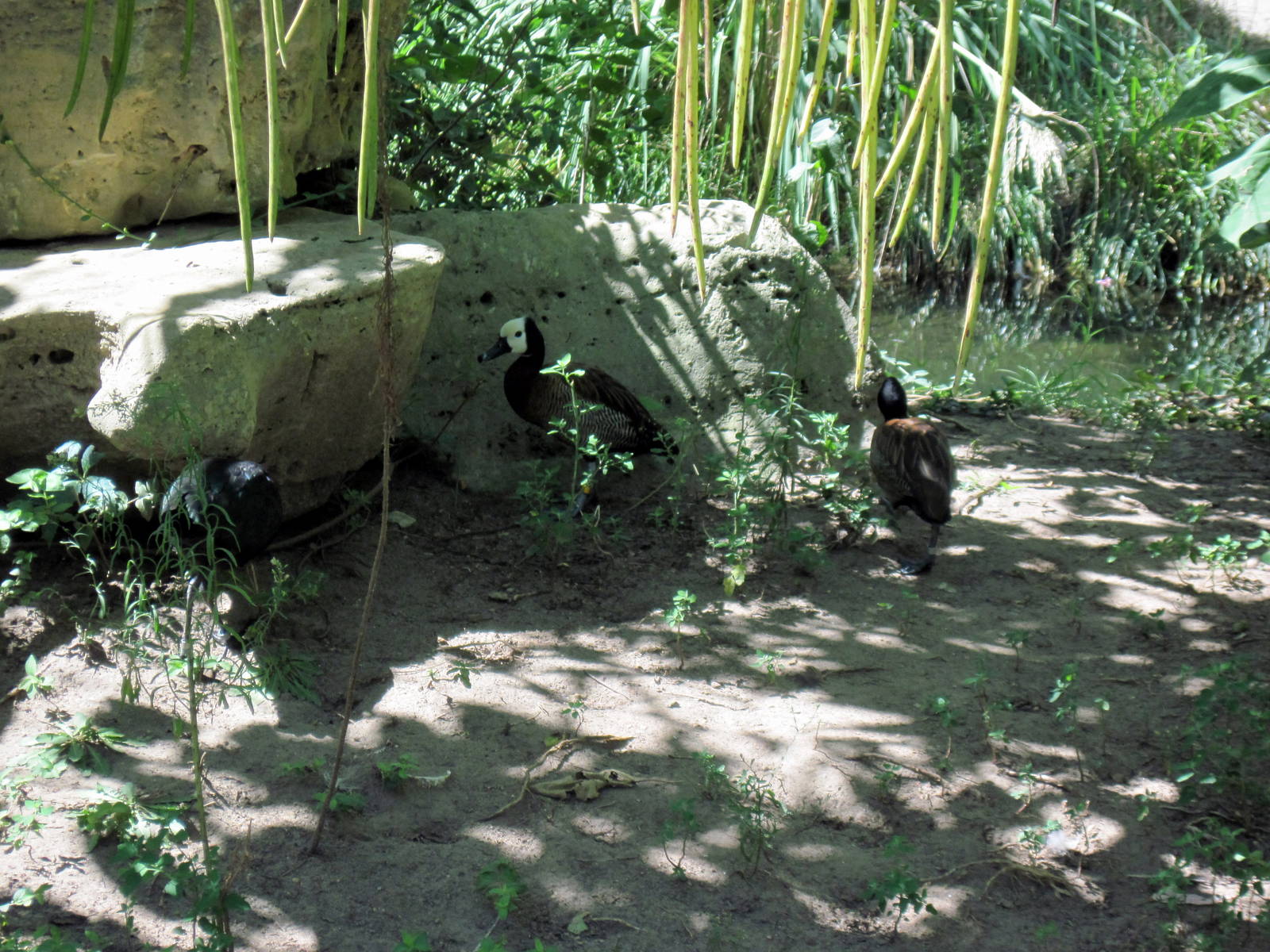 South America-White-faced Whistling Ducks