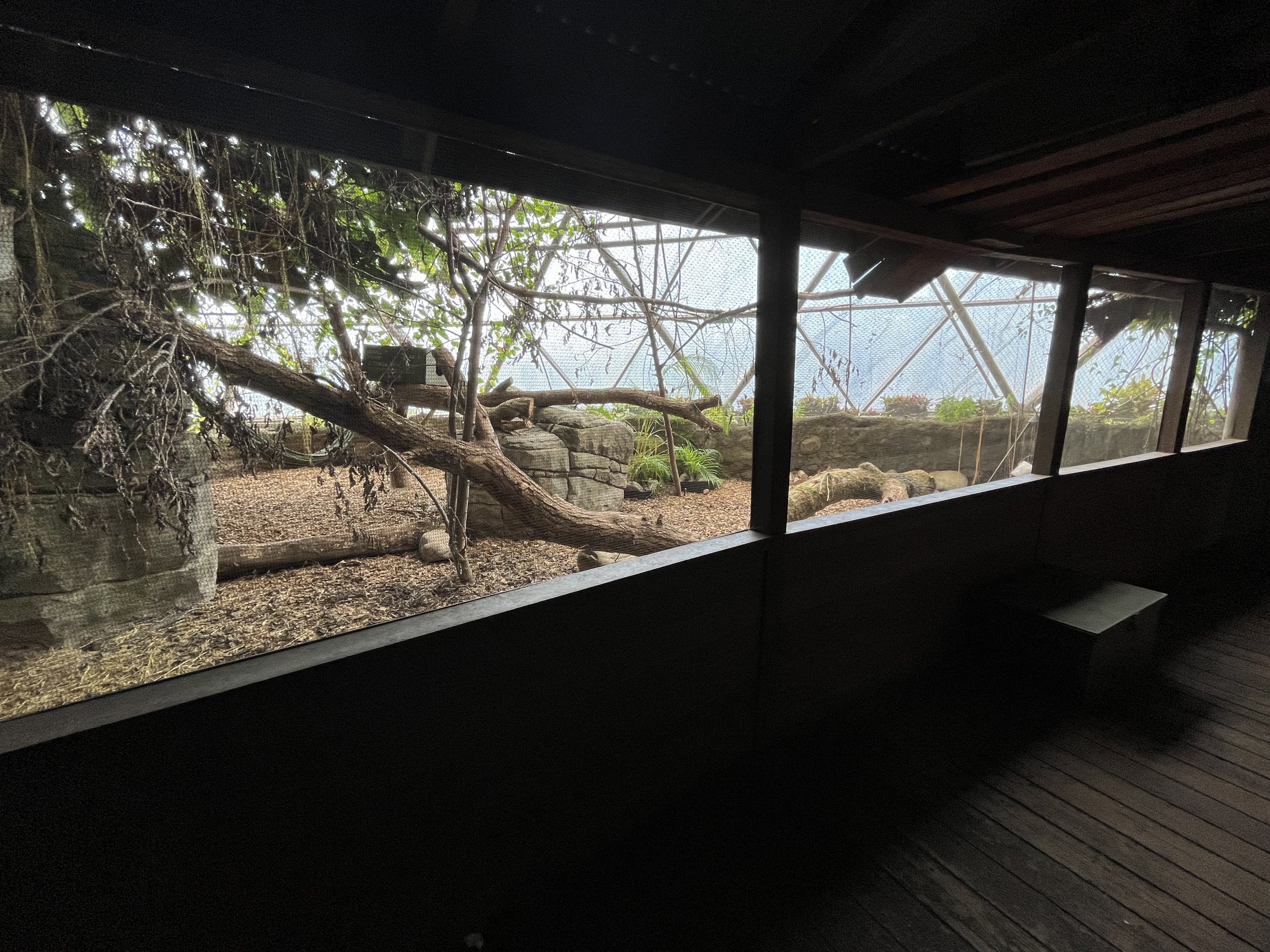 South America - White-nosed Coati Exhibit