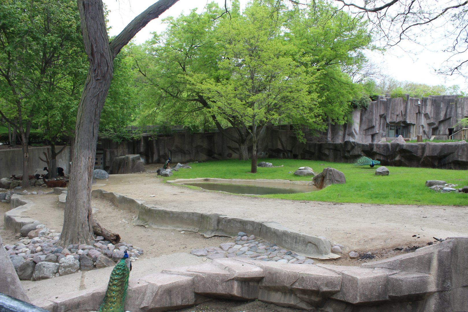 South America Yard (Tapir, Alpaca, Rhea, Tortoises)