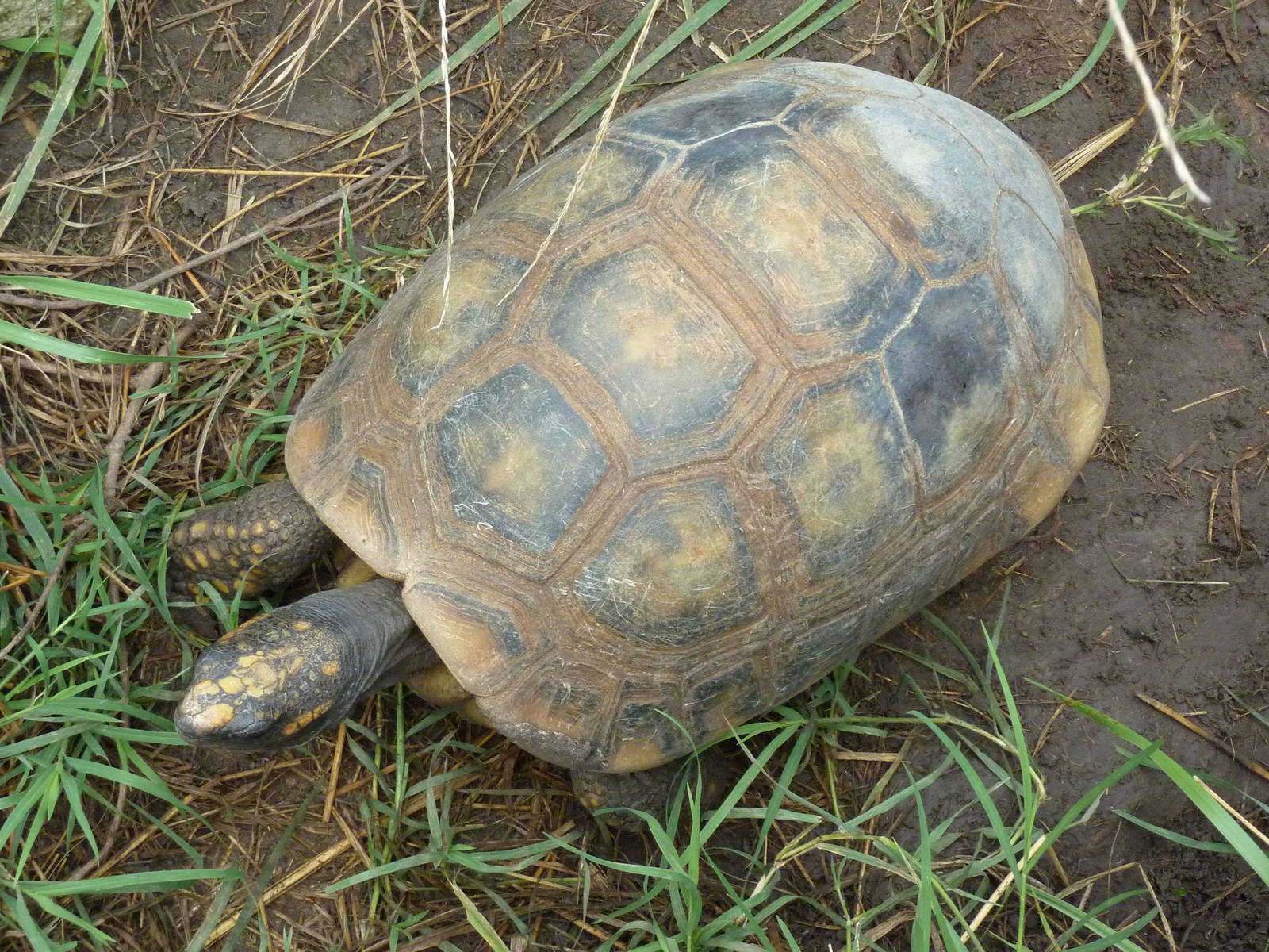 South America - Yellow-Footed Tortoise