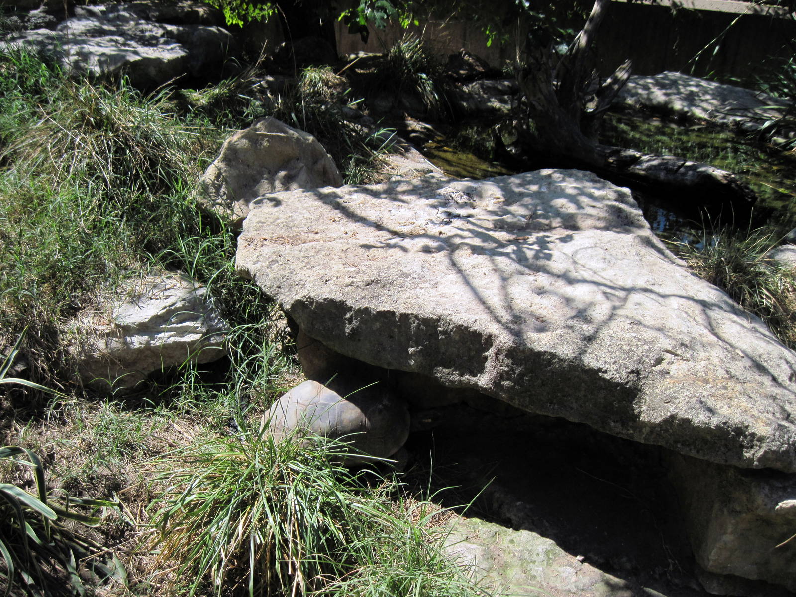 South America-Yellow-footed Tortoise