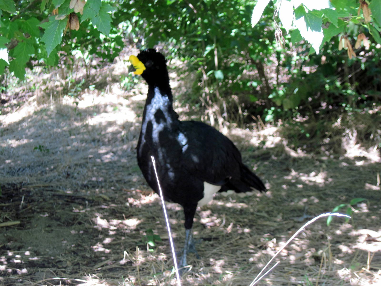 South America-Yellow-knobbed Cussarow