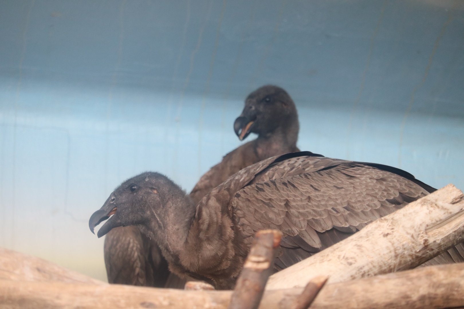 South America - Young Andean Condors