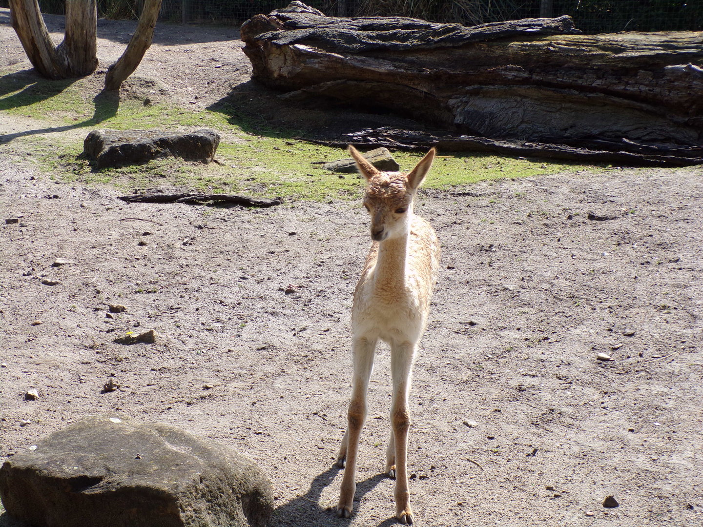 South America- young Vicuña 13.7.23