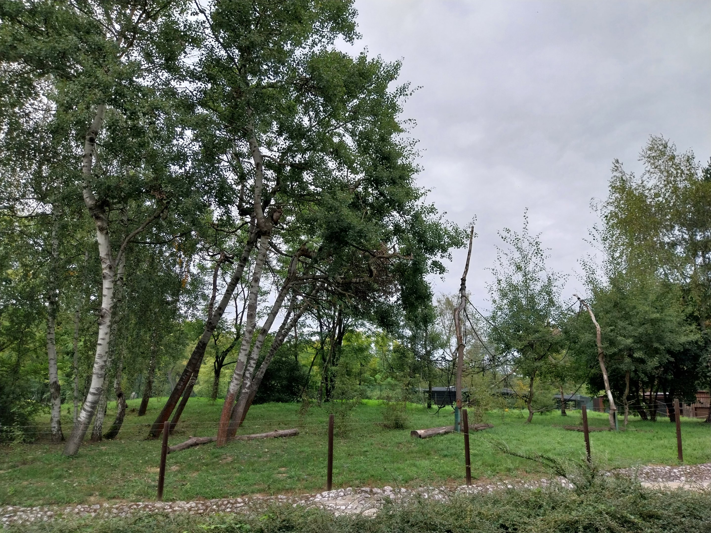 South America - Yucatan Spider Monkey (Ateles geoffroyi yucatanensis)