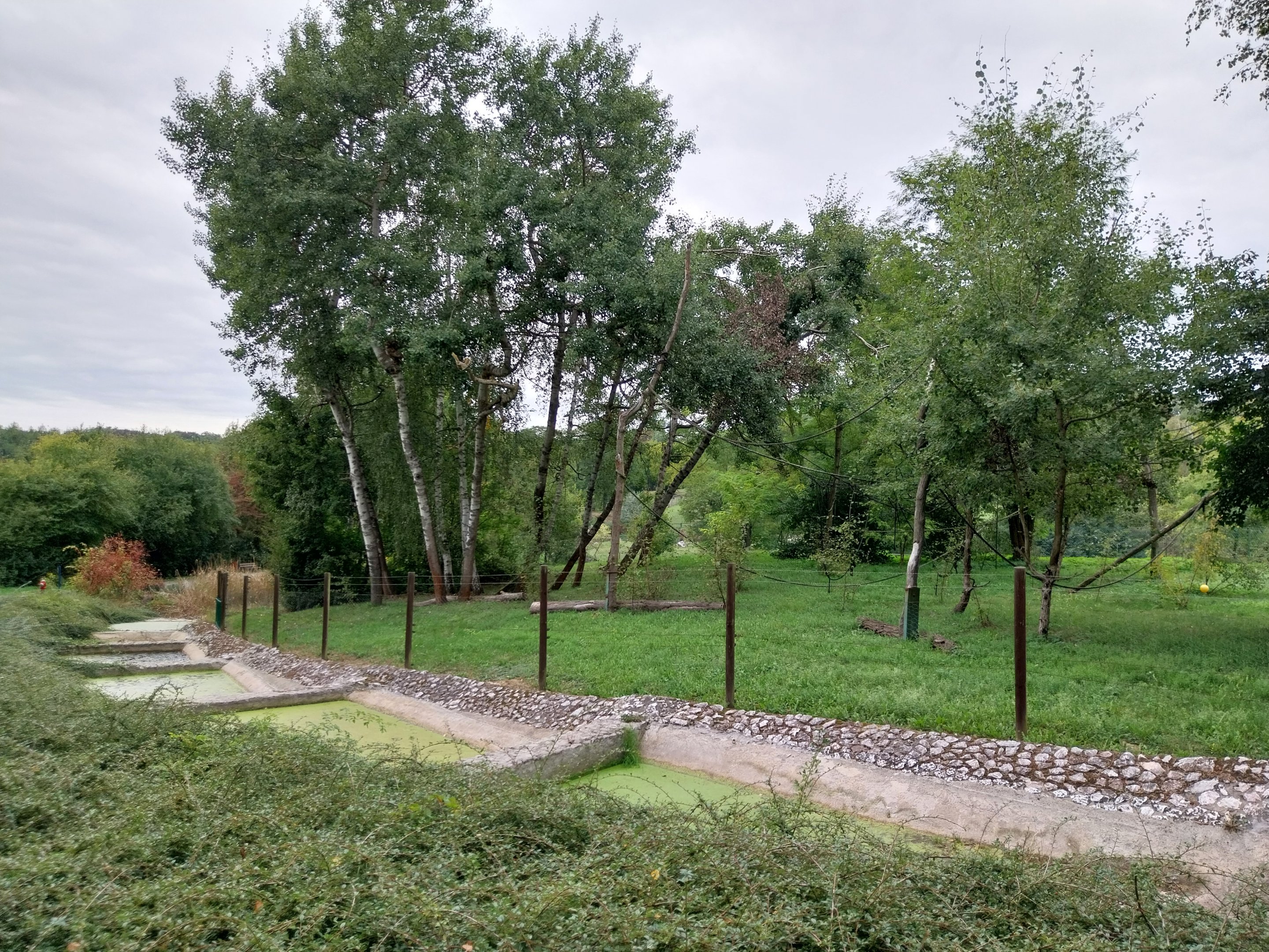 South America - Yucatan Spider Monkey (Ateles geoffroyi yucatanensis)