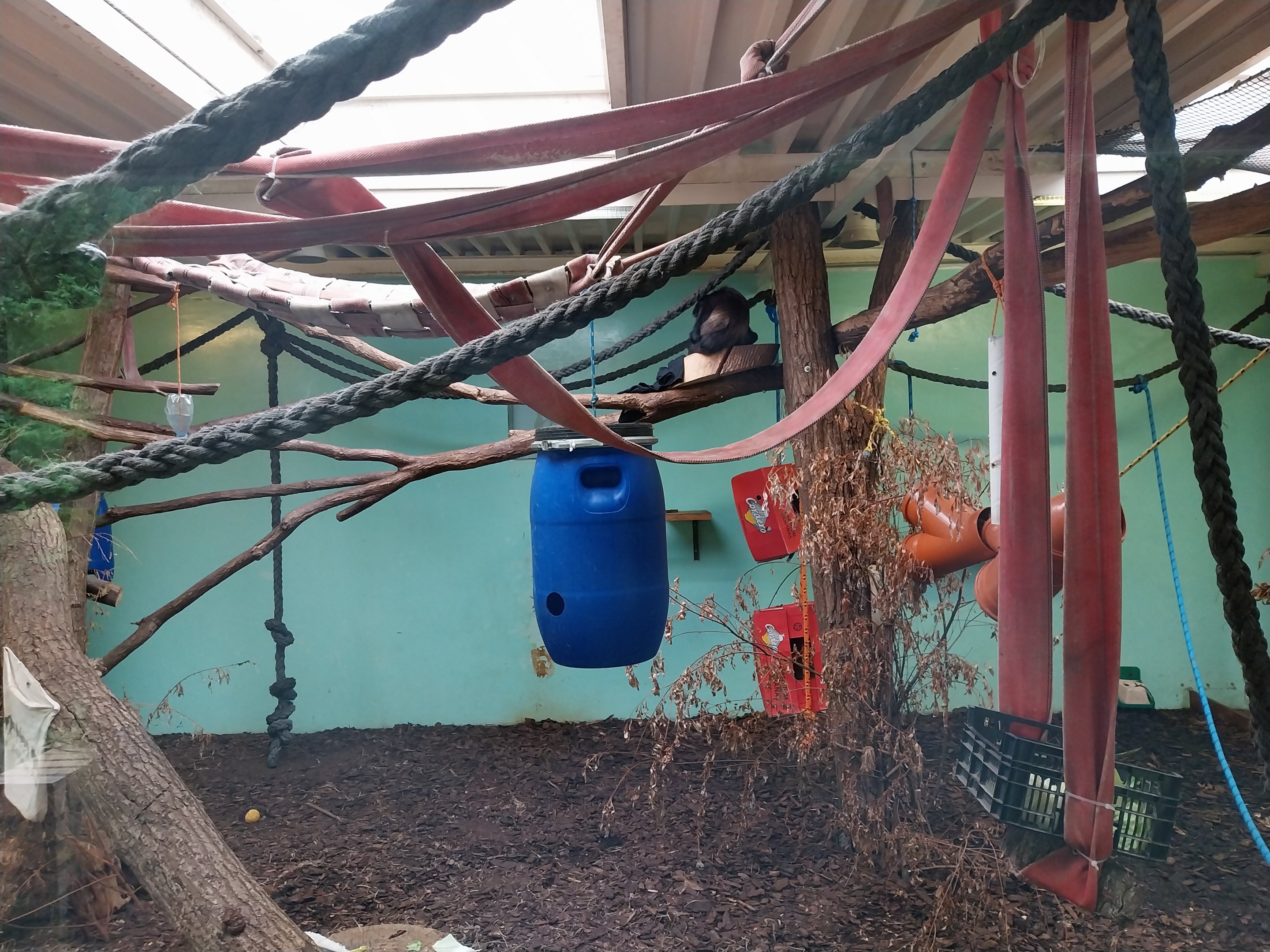 South America - Yucatan Spider Monkey (Ateles geoffroyi yucatanensis)