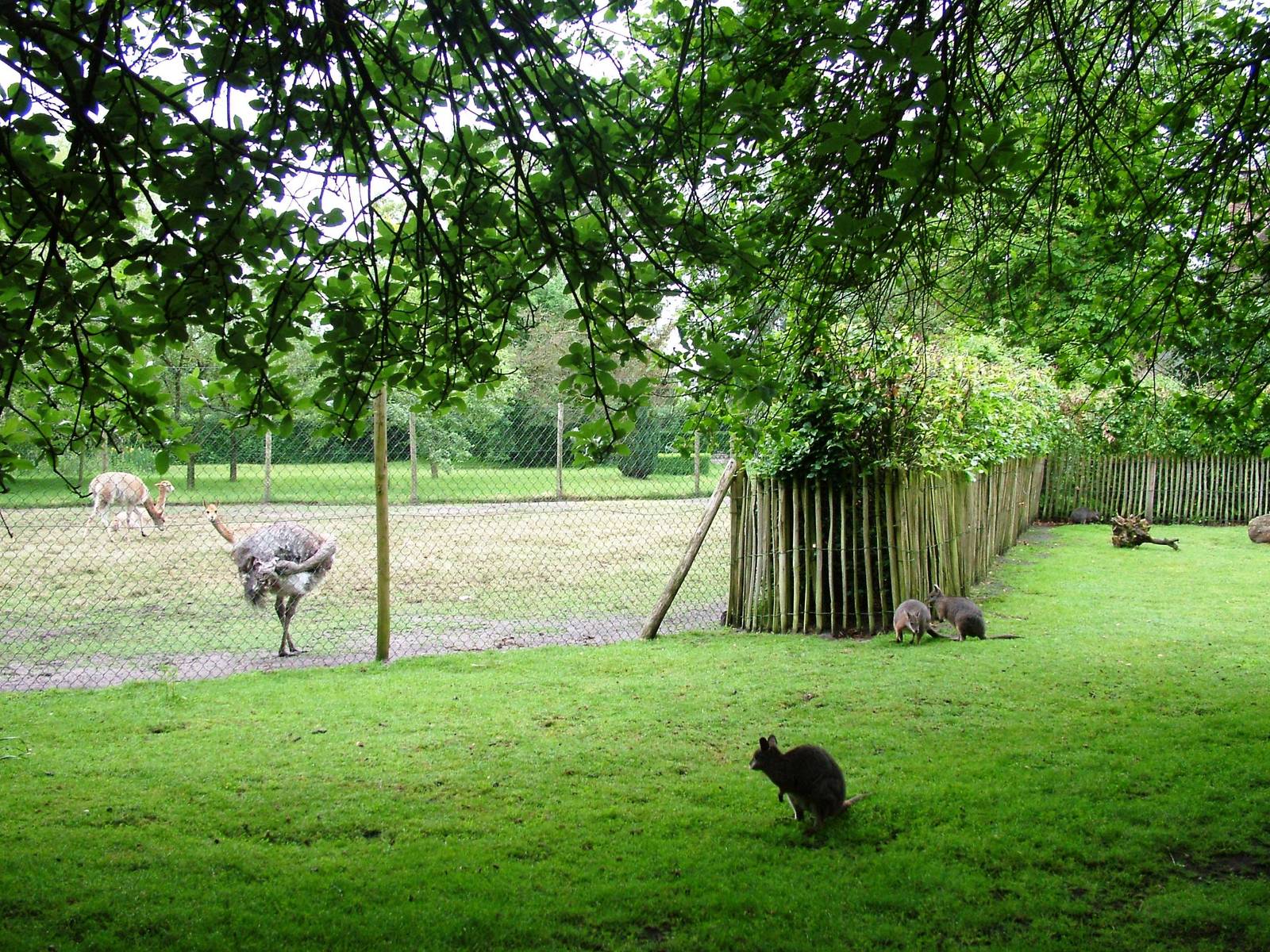 South American and Australian Paddocks at Wissel Zoo, Epe, 01/06/12