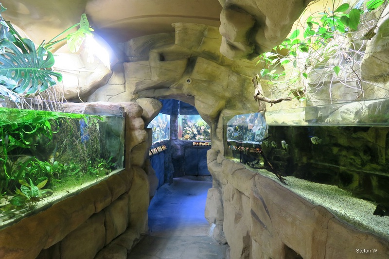 South american and mangrove aquariums