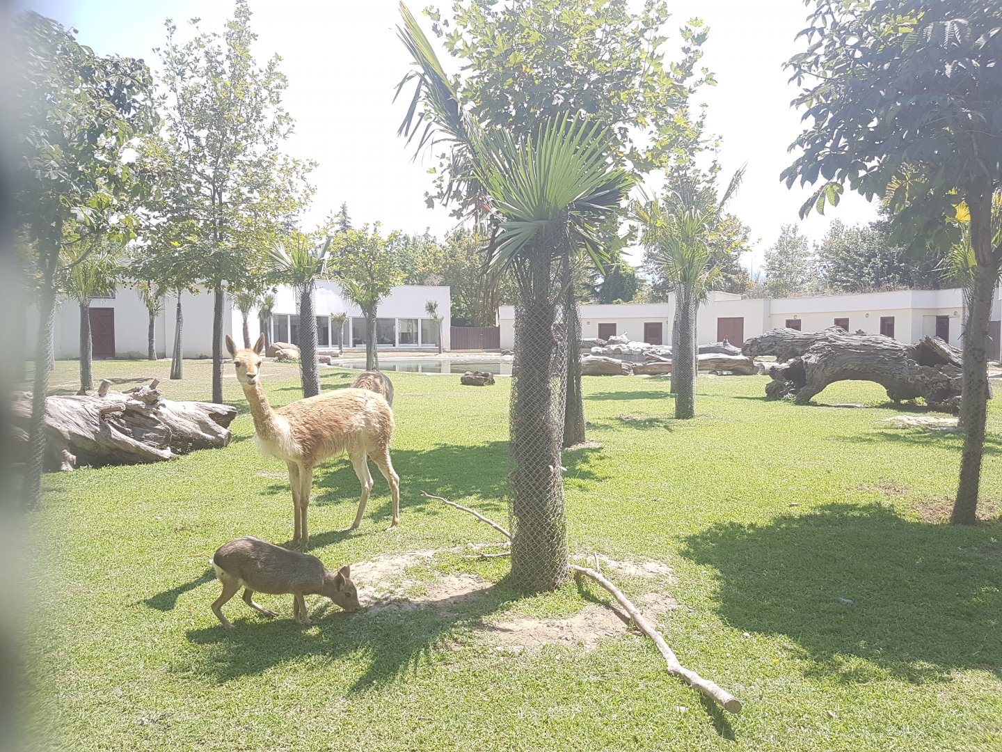 South American animals