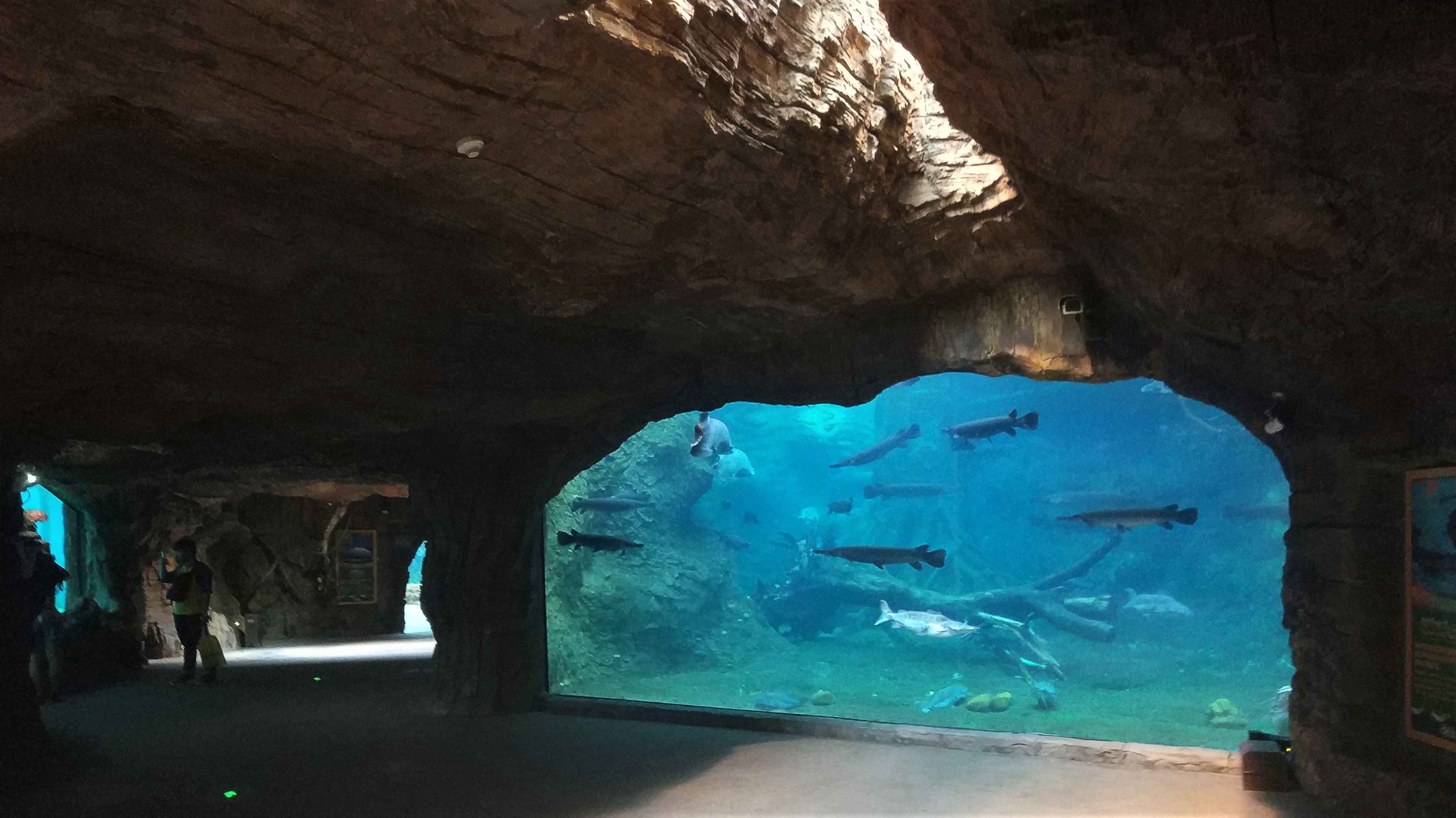 South American Aquarium - Gar Tan