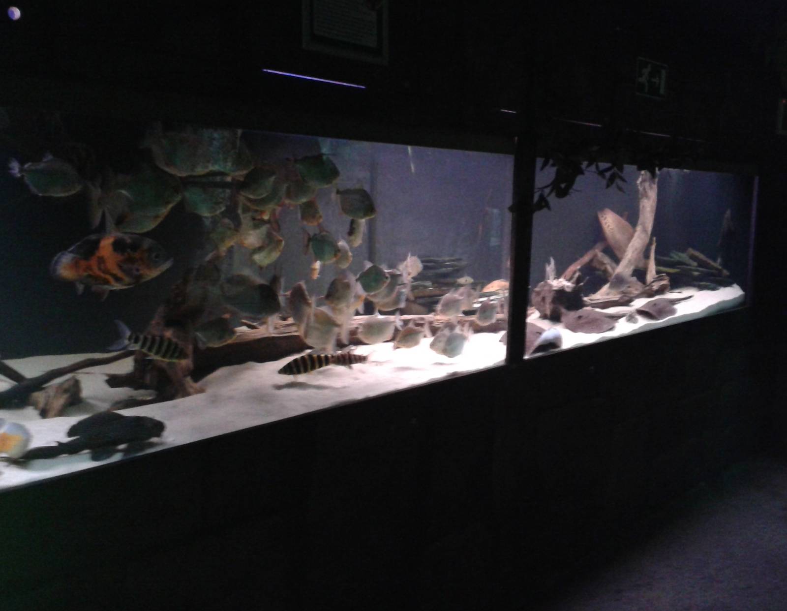 South american aquarium