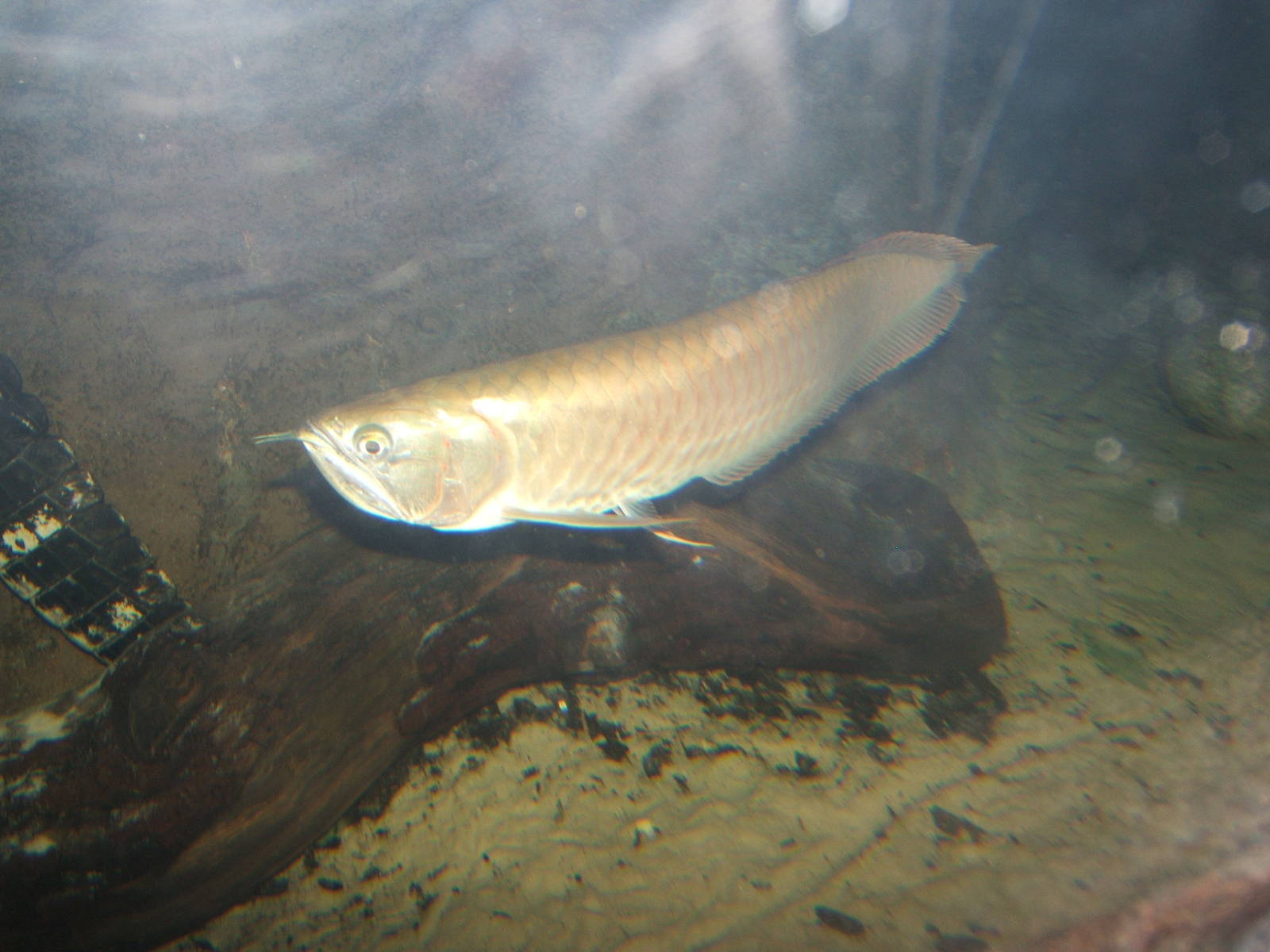 South American Arrowana