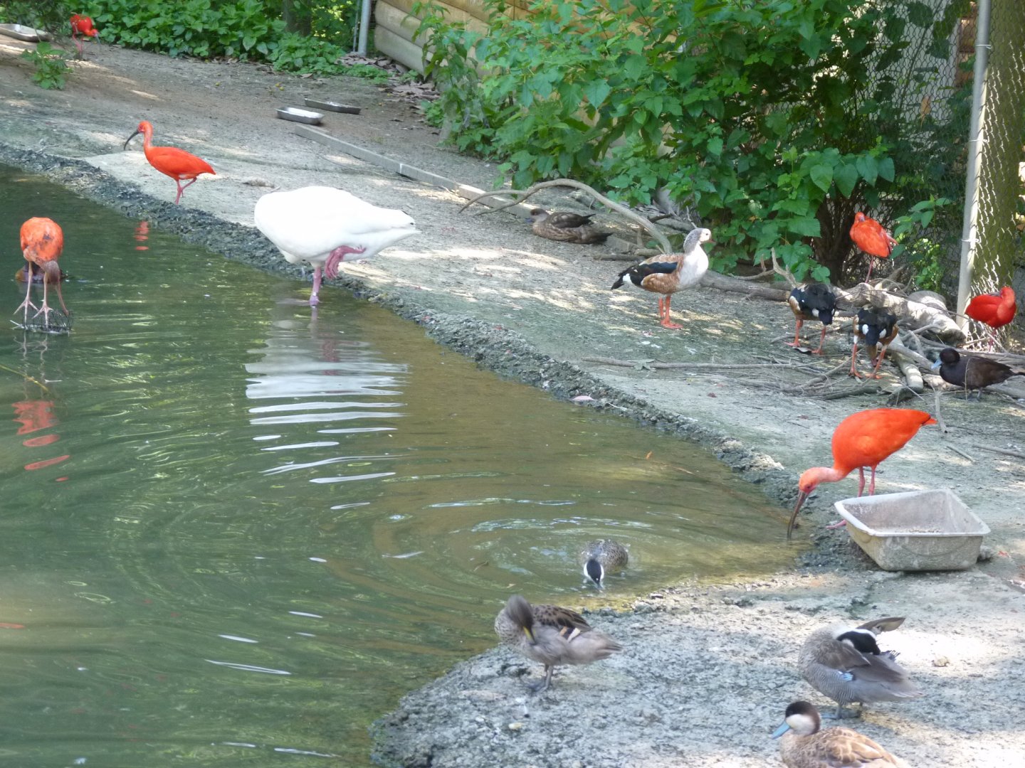 South american avairy