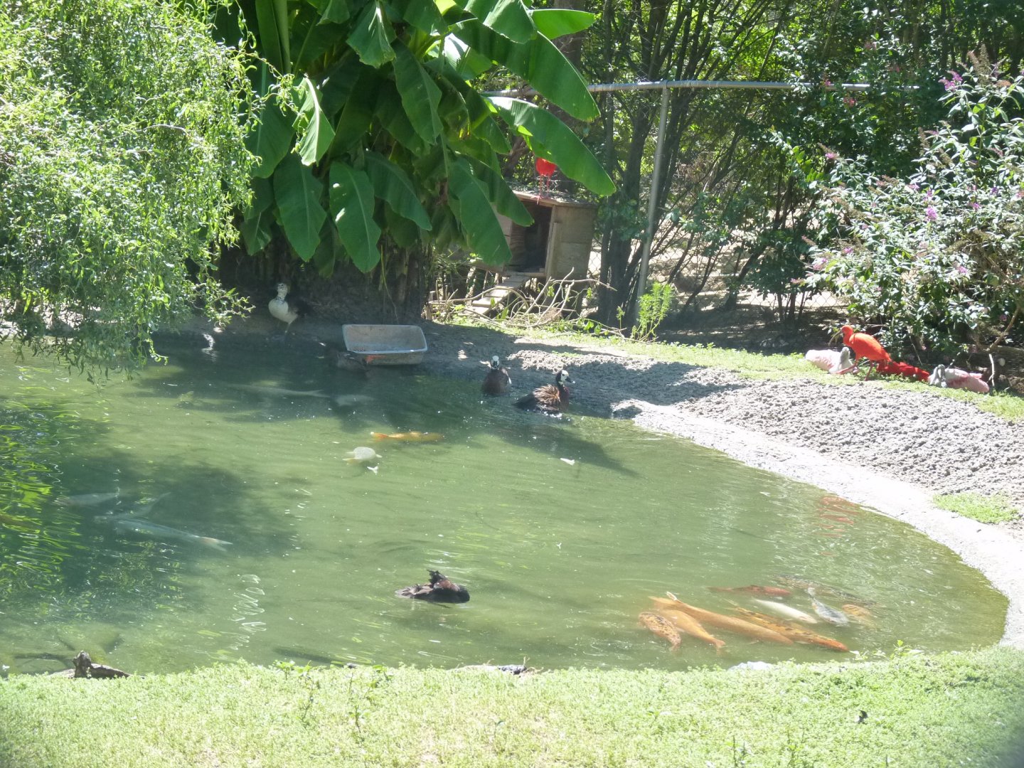 South american avairy