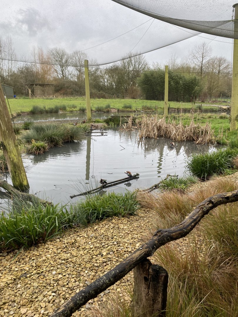 South American aviary 290224