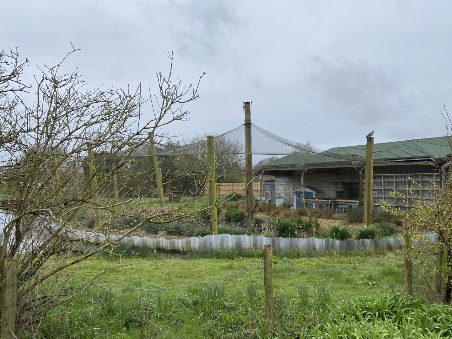 South American aviary 290224