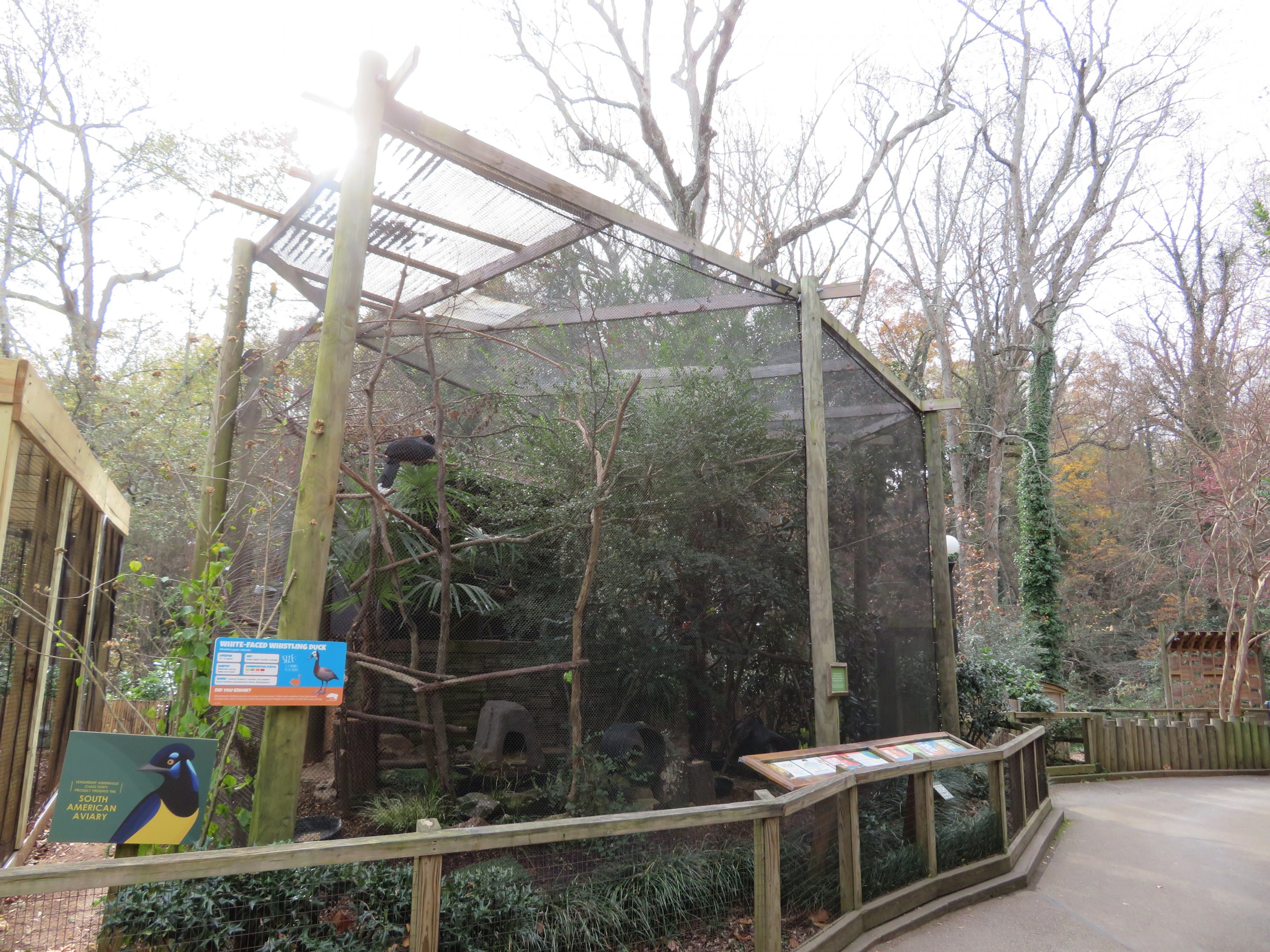 South American Aviary (5 species)