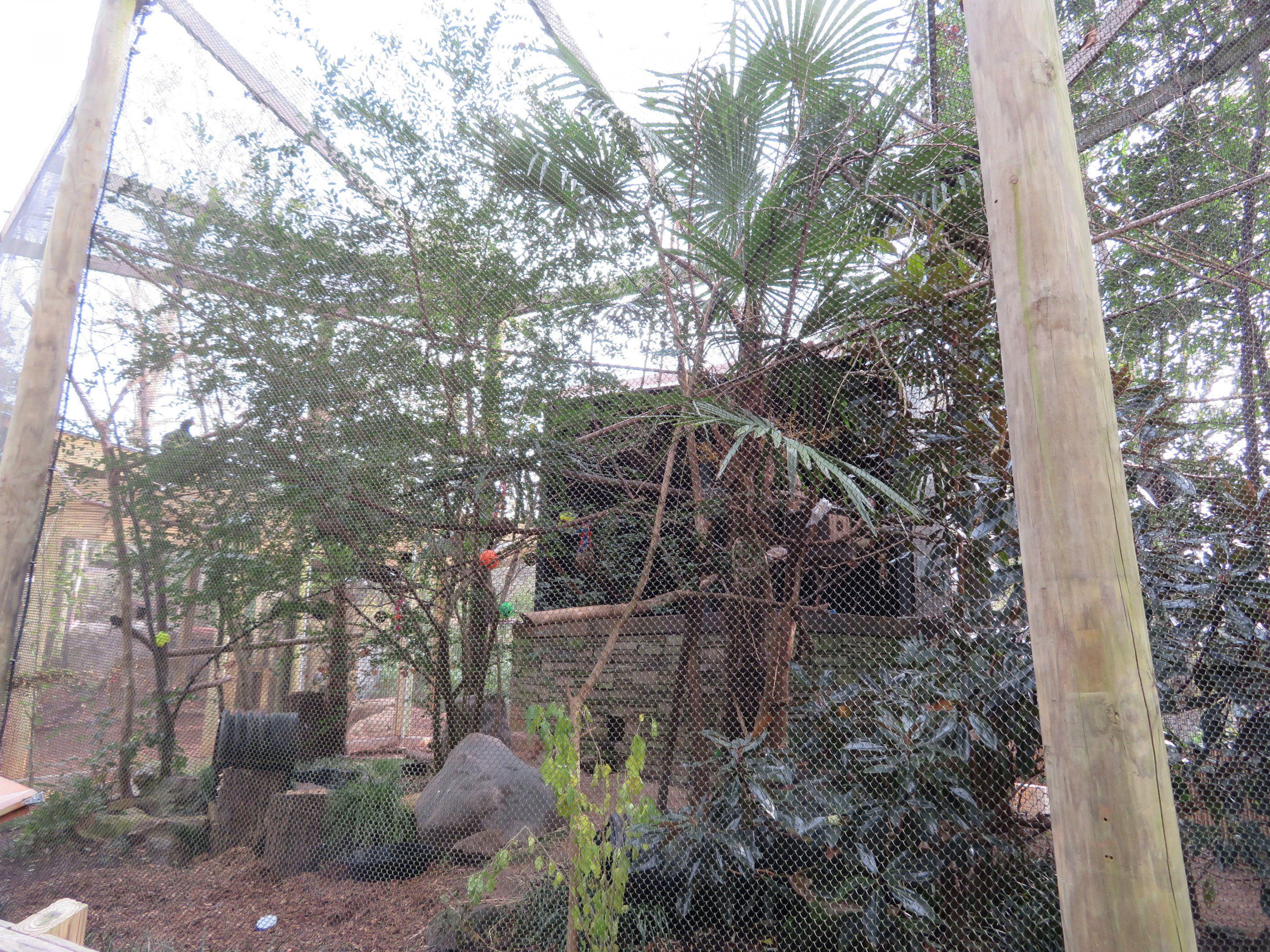 South American Aviary (5 species)