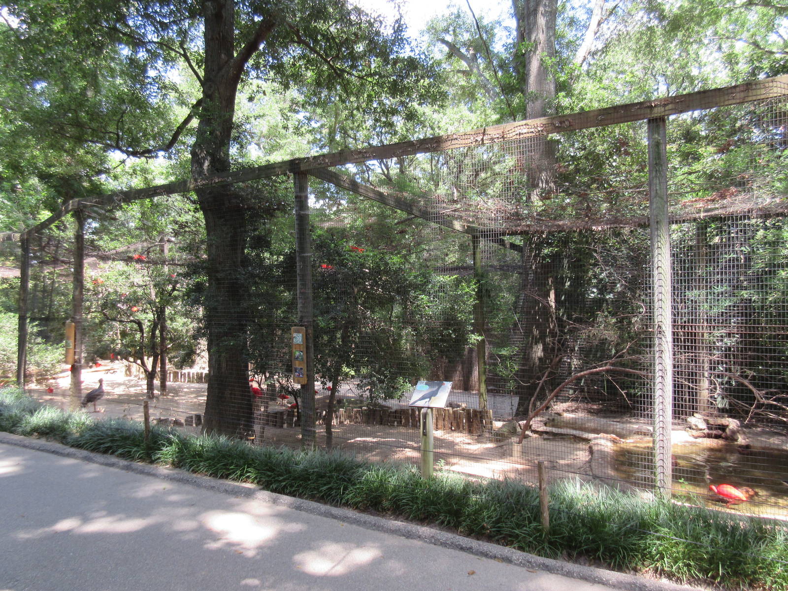 South American Aviary (7 Species)