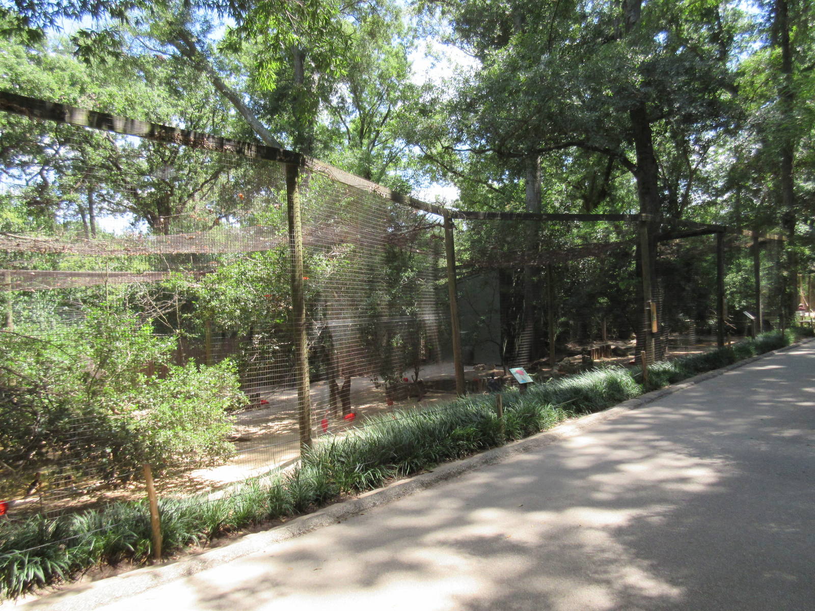 South American Aviary (7 Species)