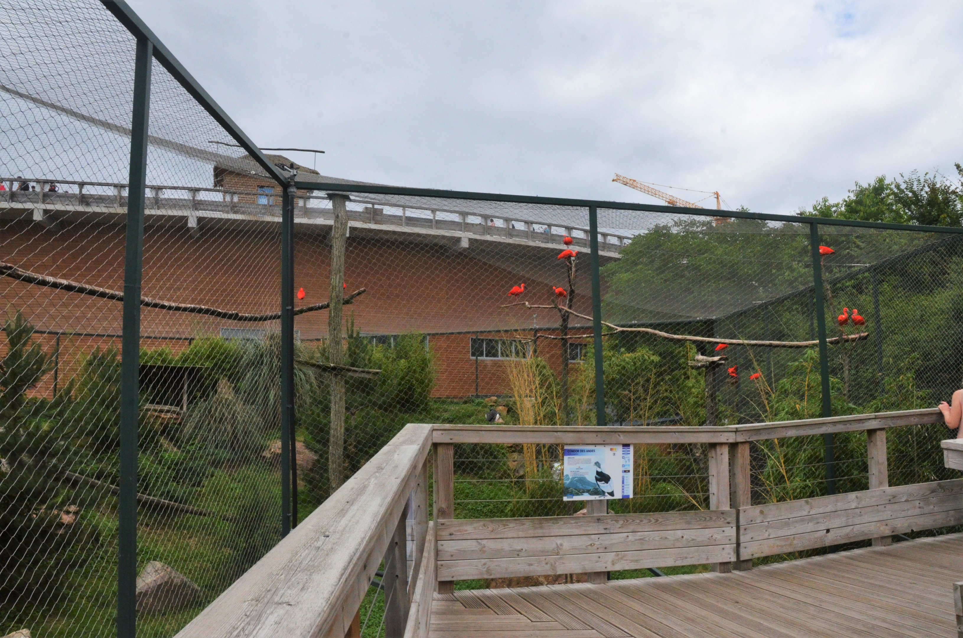 South American Aviary at Beauval, 12/06/18