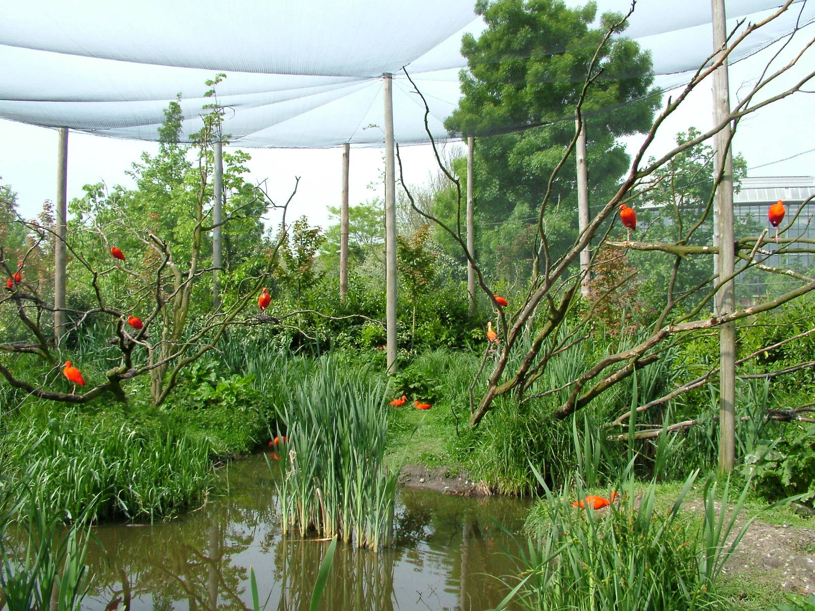 South American aviary at Rotterdam 10/05/09