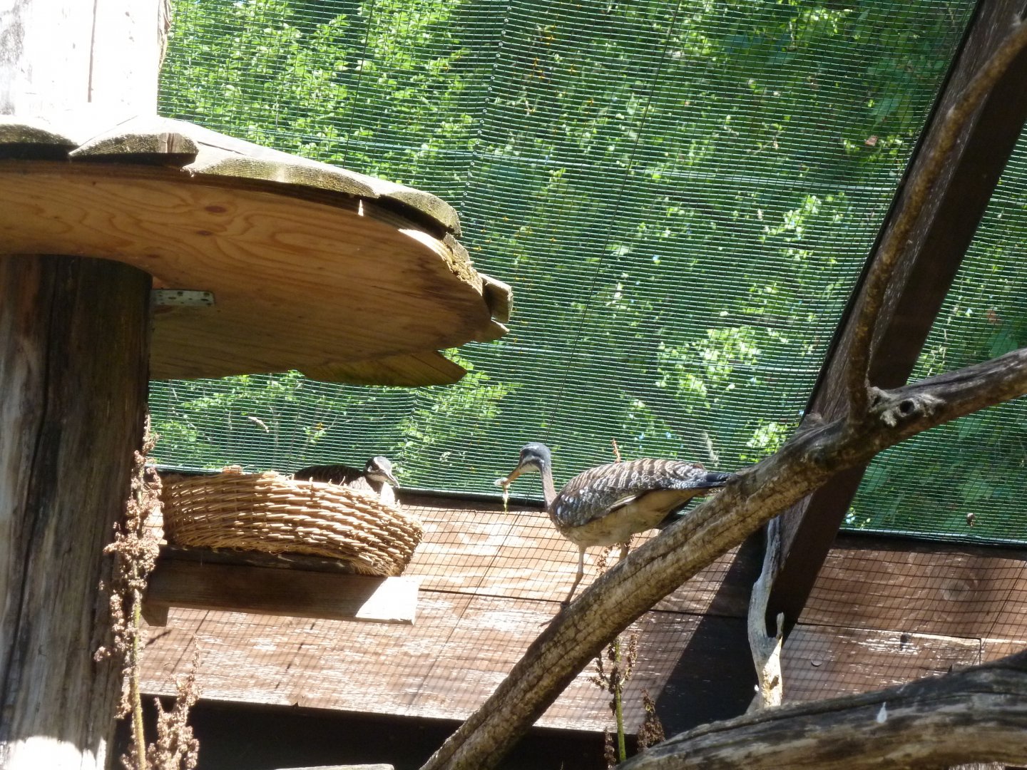 South American aviary - Breeding sunbittern
