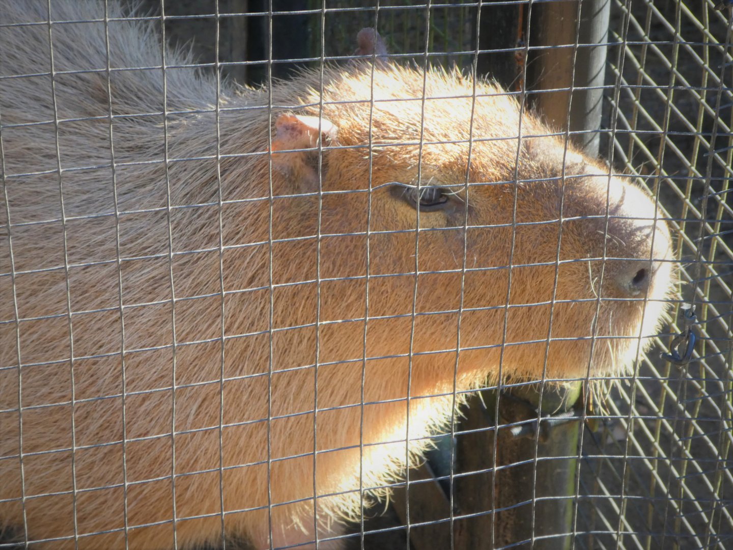 South American Aviary - Capybara - Penny