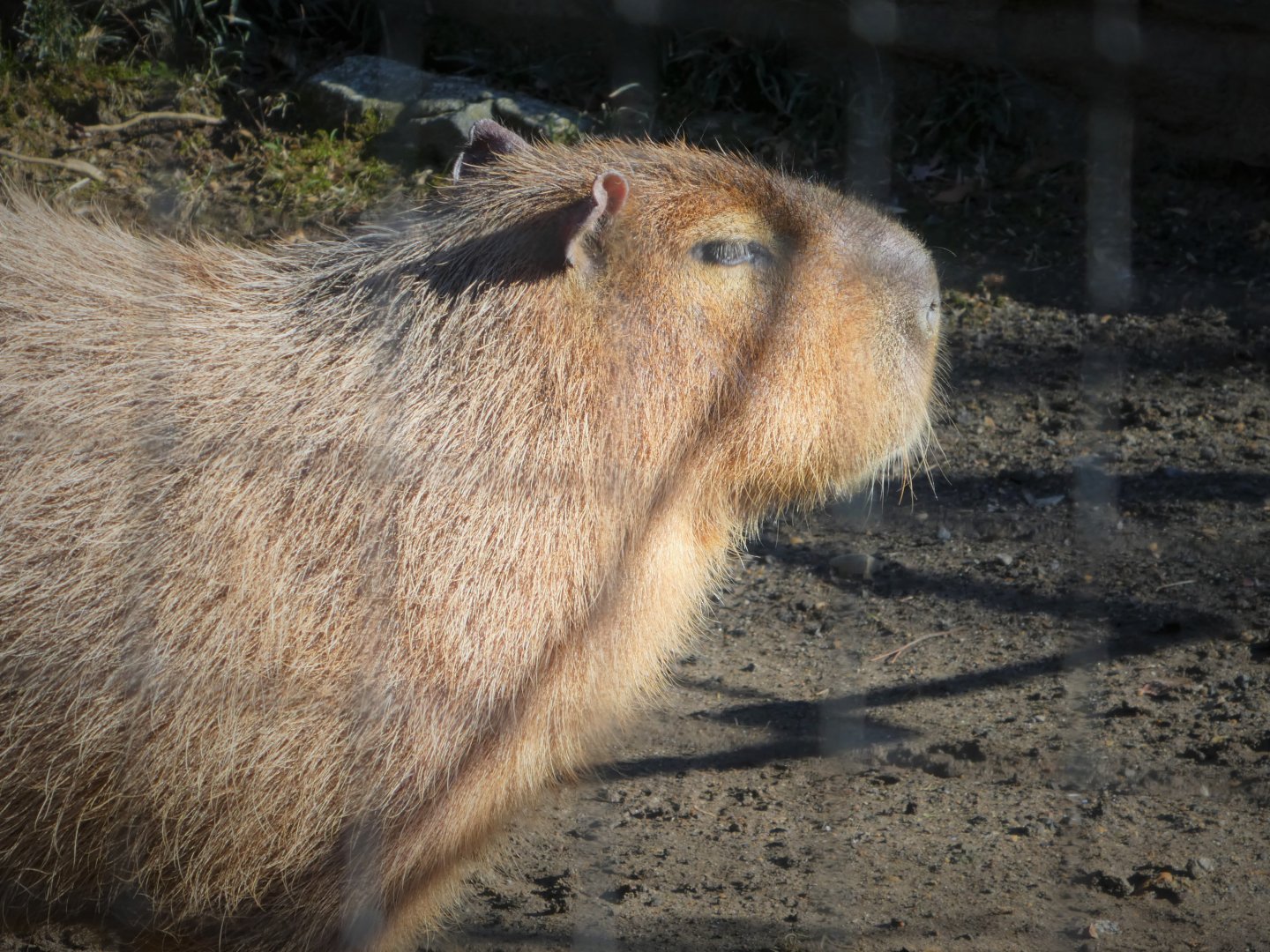 South American Aviary - Capybara - Penny