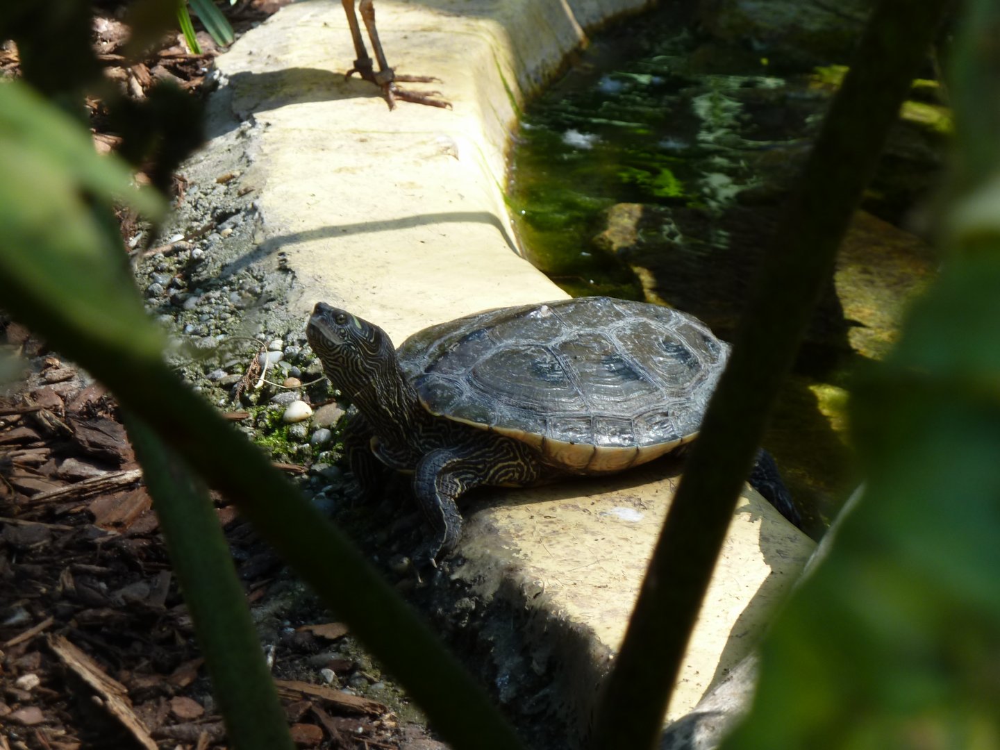South American aviary - False map turtle