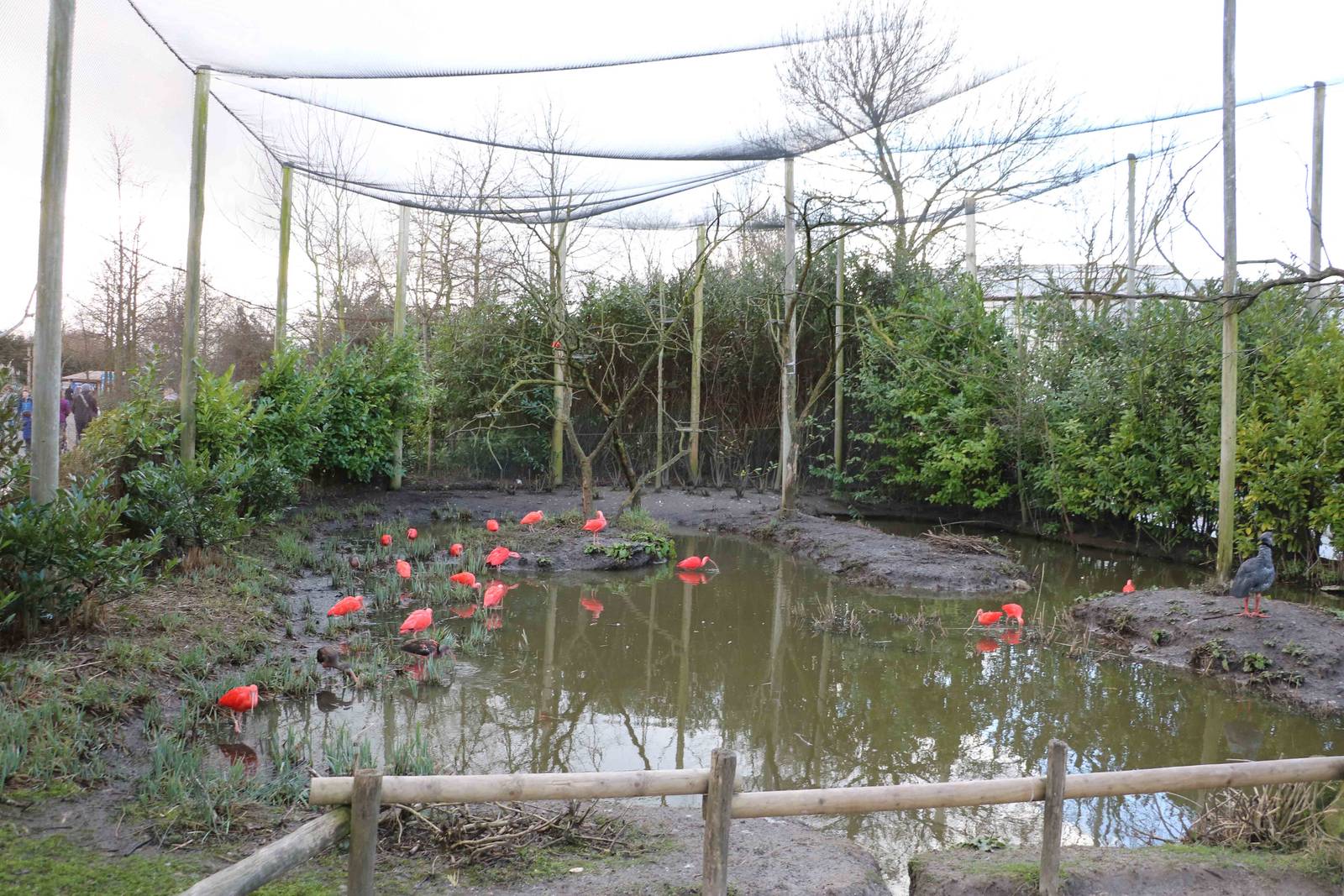 South American aviary, February 2016