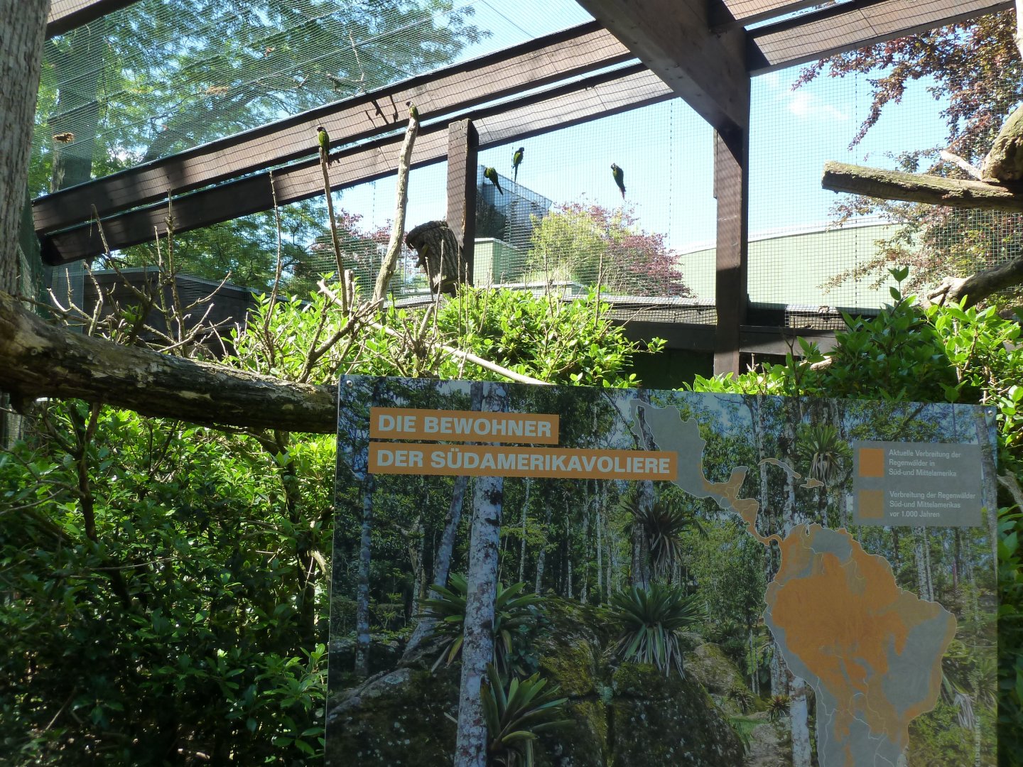 South American aviary - Grey-breasted parakeet