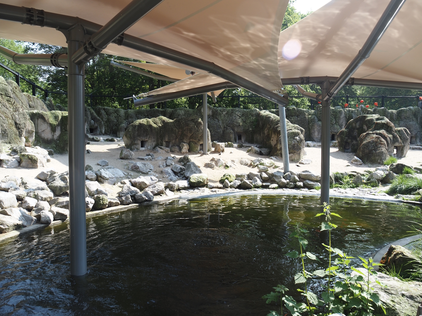 South American aviary - Humboldt penguin exhibit with new permanent shade structures,, 2024-05-10