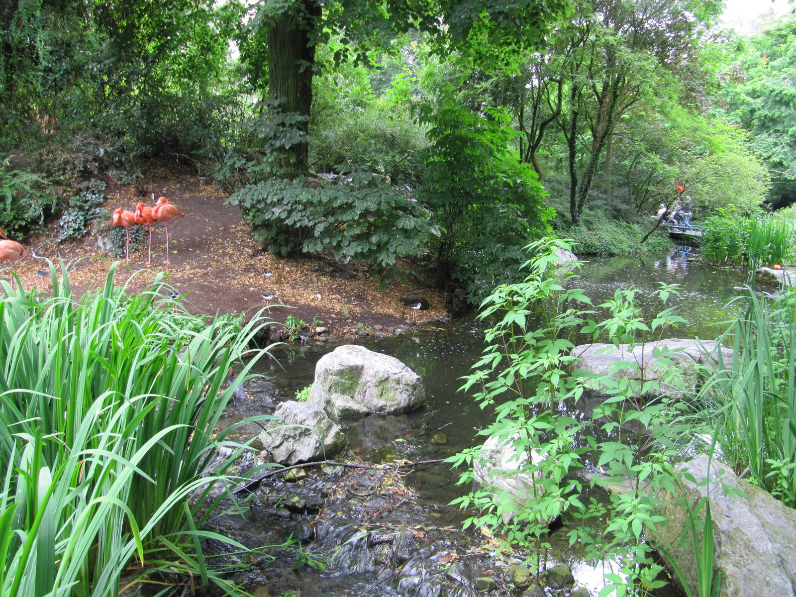 South American Aviary july 2010