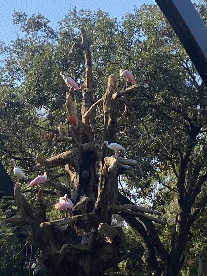 South American Aviary New Additions