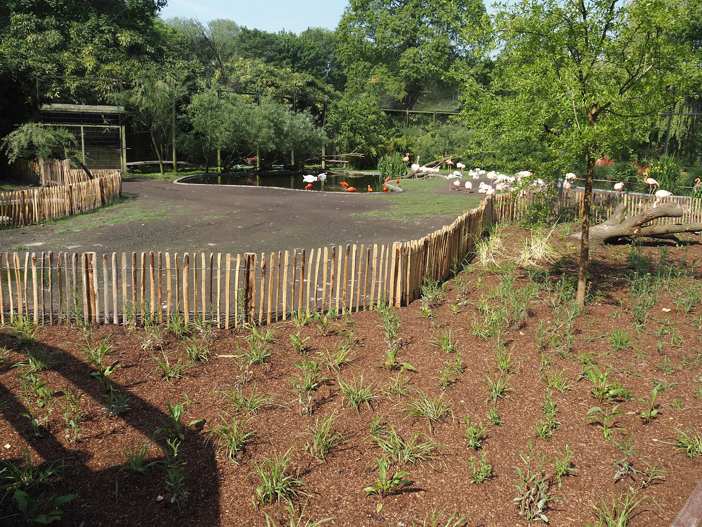 South American aviary - New planted area between visitor zone and flamingo exhibit, 2024-05-10
