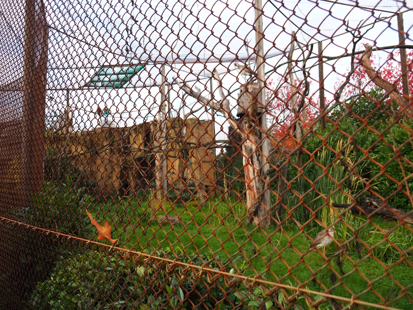 South American aviary (Nov 10th, 2018)