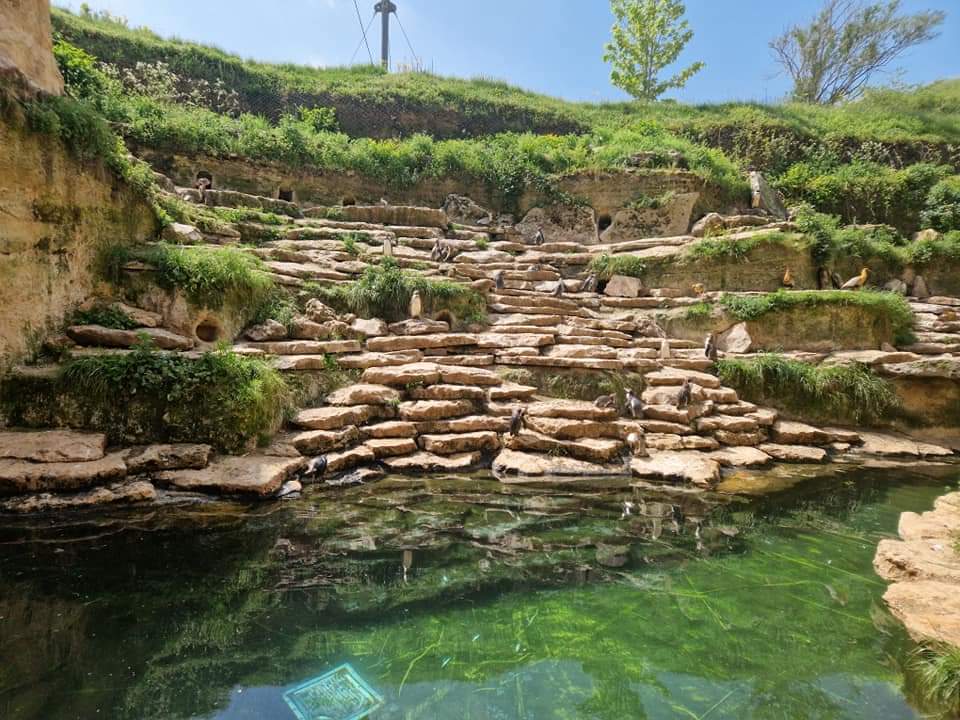 South American Aviary, Penguin cost