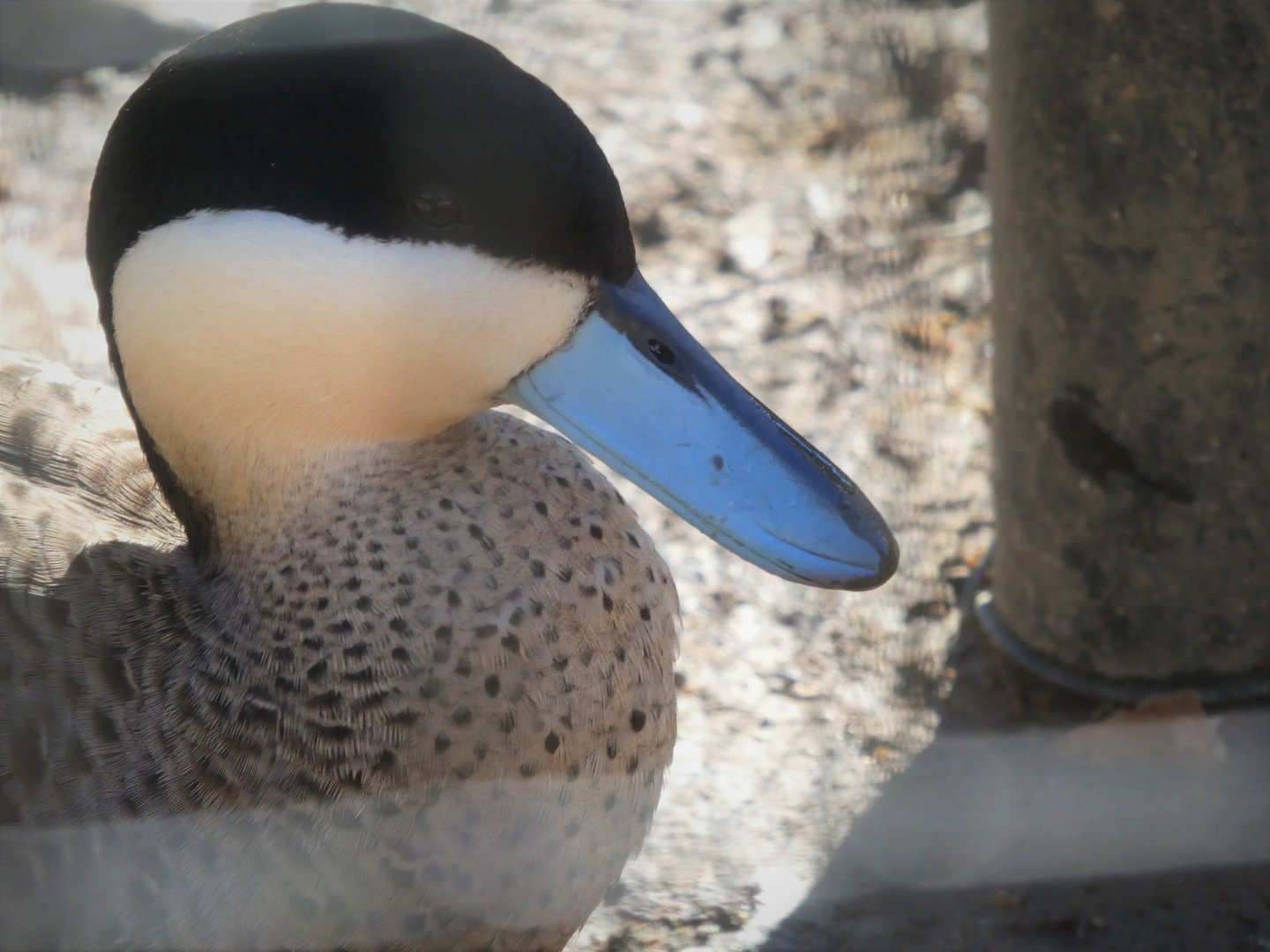 South American Aviary - Puna Teal