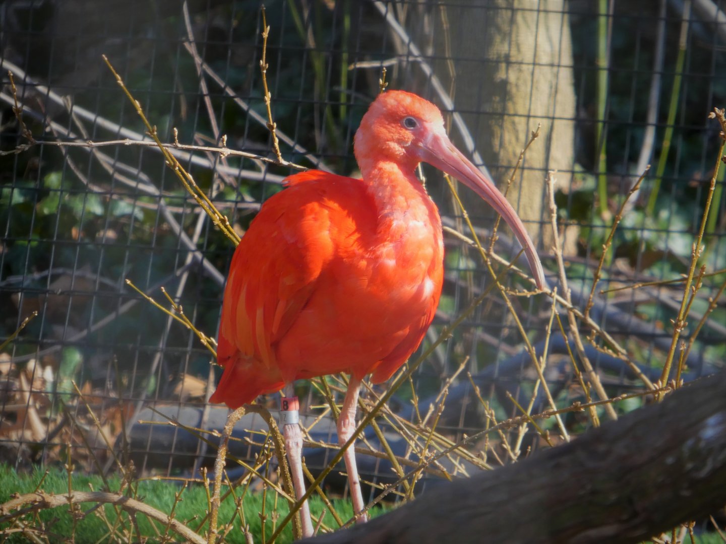 South American Aviary - Scarlet Ibis